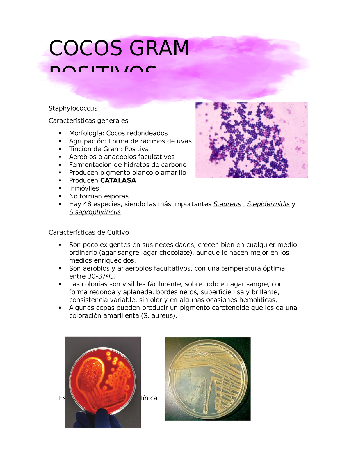 Cocos Gram Positivos GuÍa Staphylococcus Características Generales