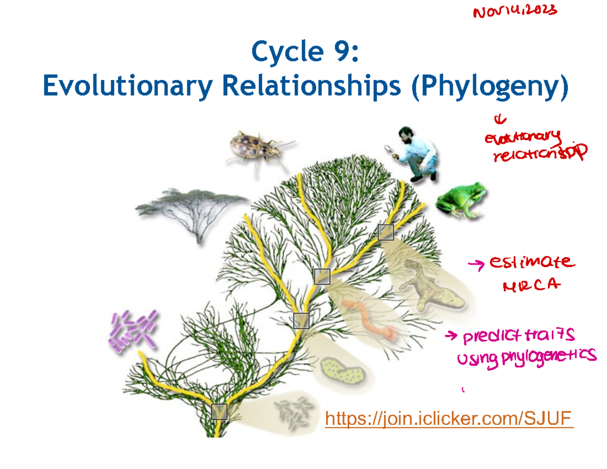 1001A Lec20post2023 Phylogeny 1 - Cycle 9 : Evolutionary Relationships ...