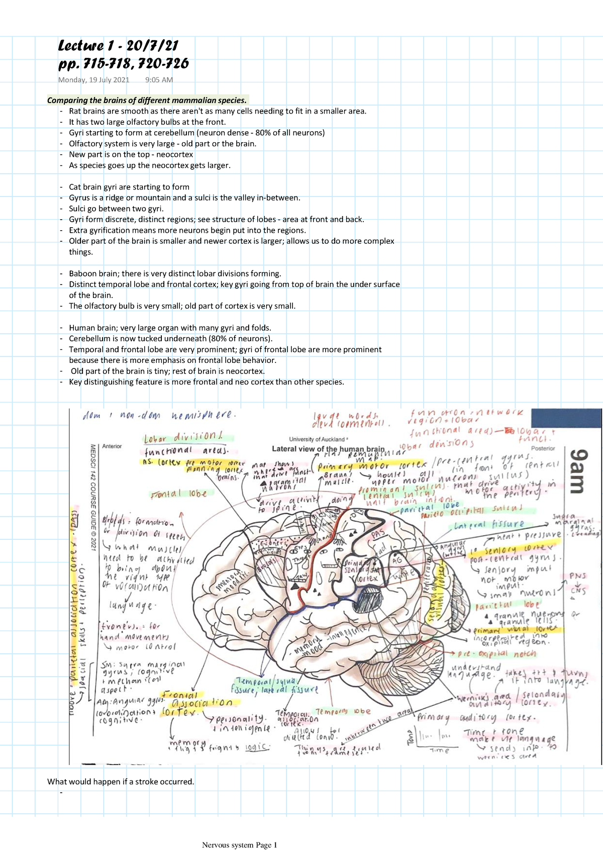 Medsci 142 pdf - Full notes - Comparing the brains of different ...