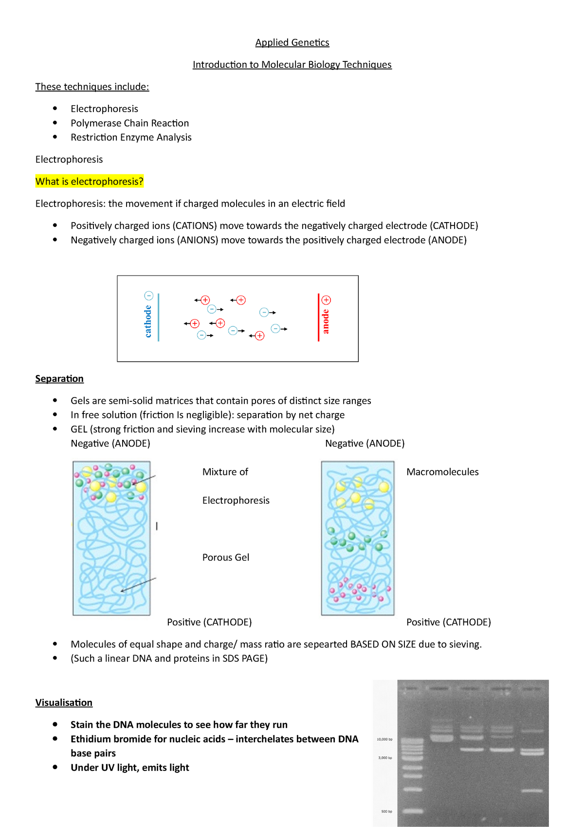 Intro To Molecular Biology Techniques Applied Genetics Introduction   Thumb 1200 1698 