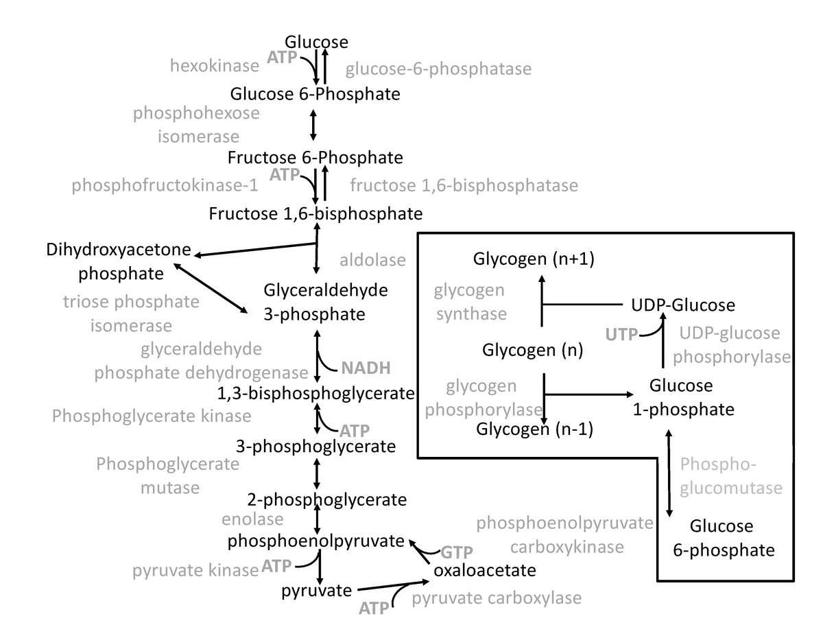 Metabolic Pathways - Warning: TT: Undefined Function: 32 Warning: TT ...