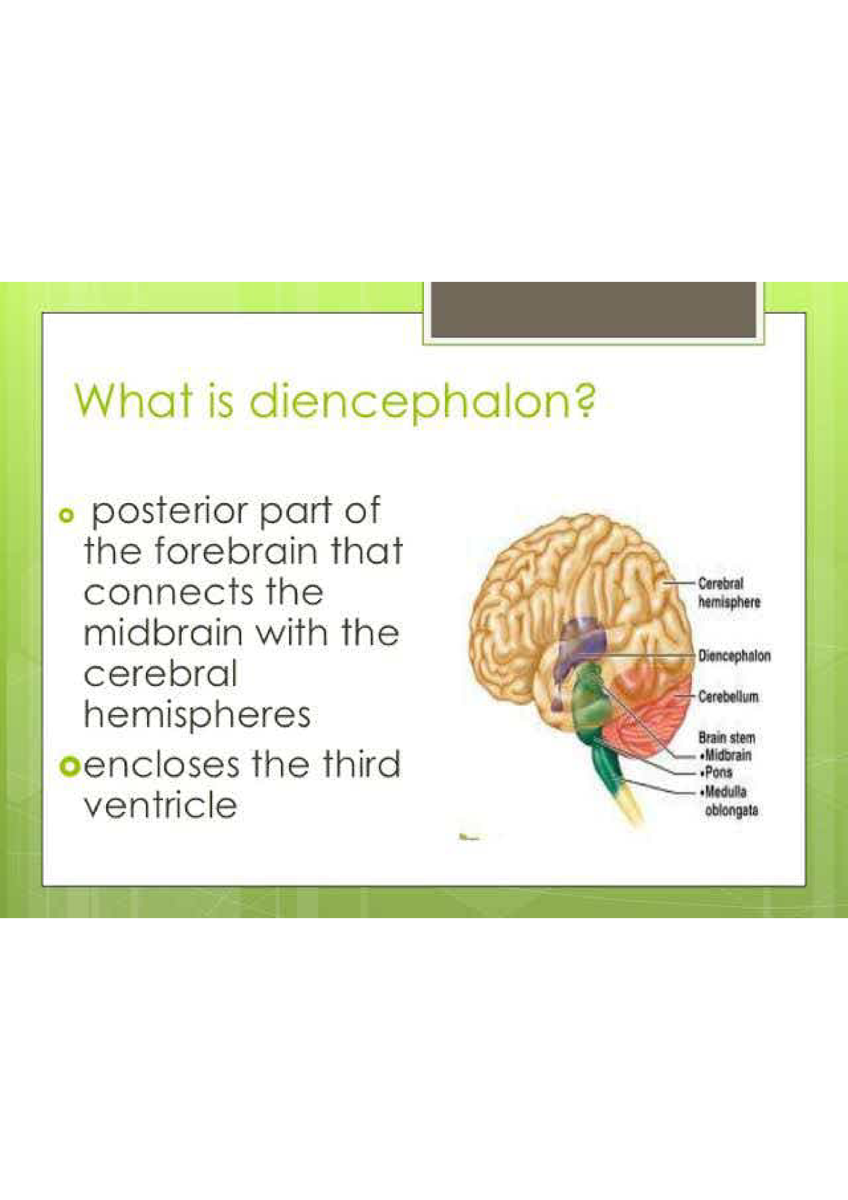 CNS Brain Diencephalon - Pharmacy - Studocu