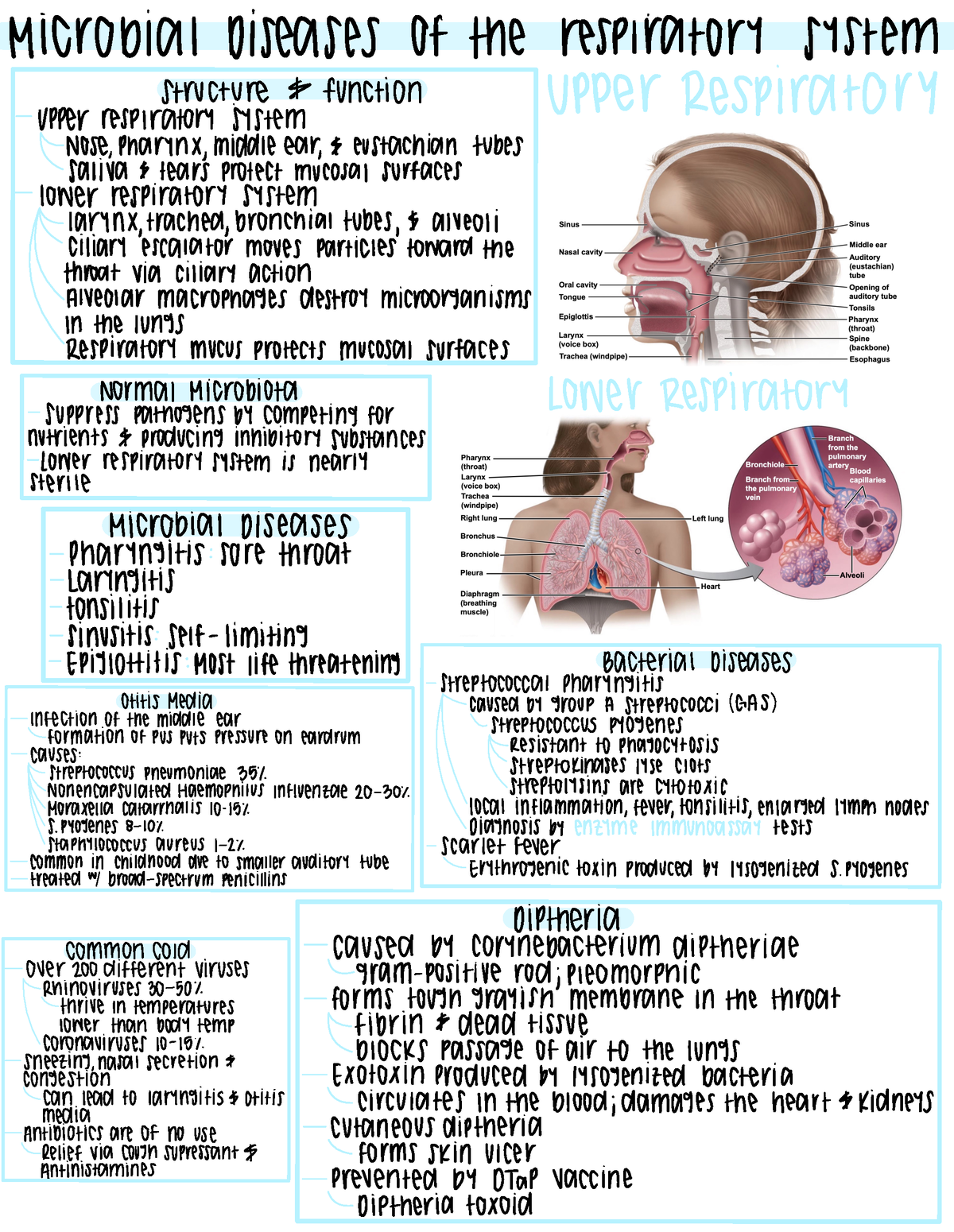 Chapter 24 Notes - Microbial Diseases of the respiratory system ...