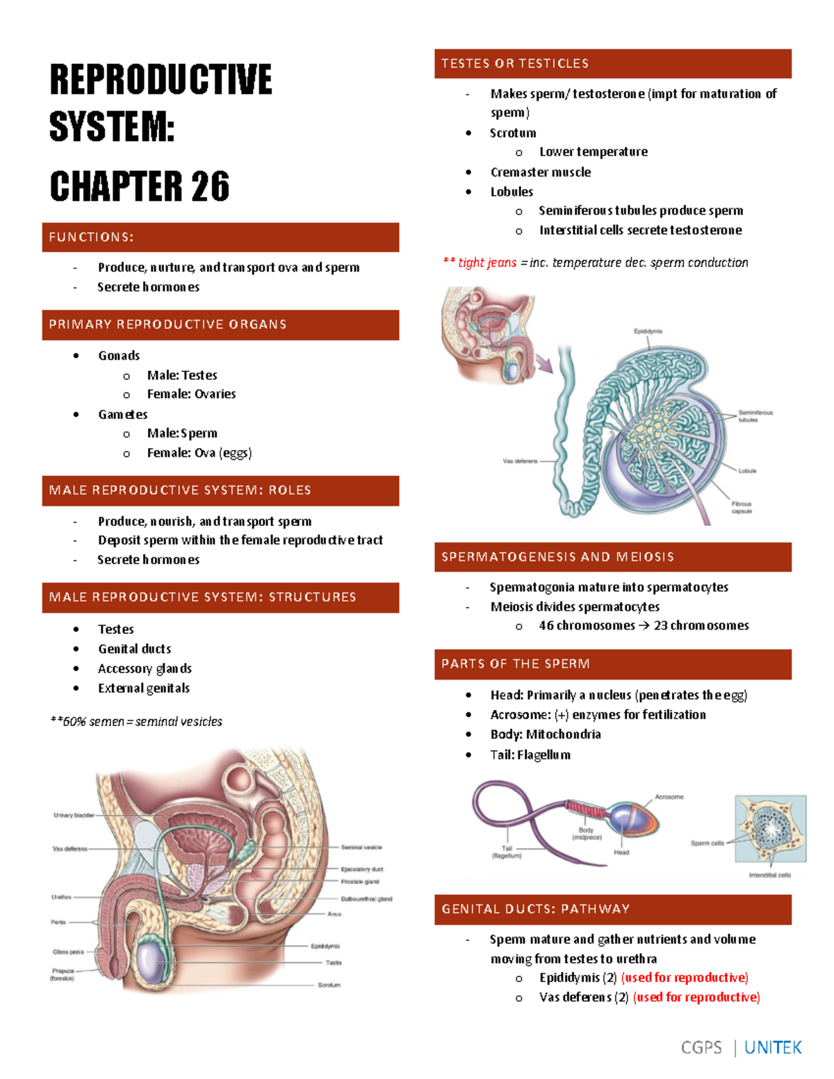 Reproductive System - notes - REPRODUCTIVE SYSTEM: CHAPTER 26 FUNCTIONS ...