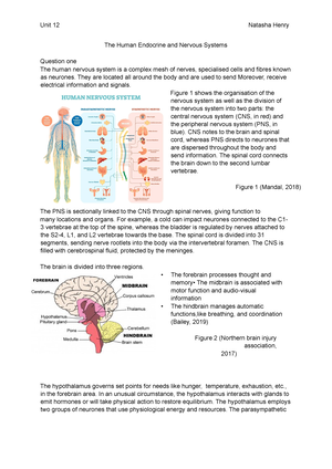 Unit 12 The Human Endocrine And Nervous System - The Human Endocrine ...