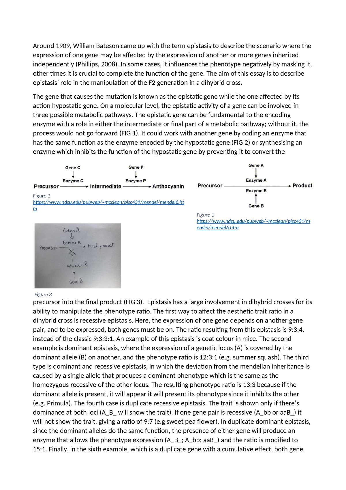 genetics essay intro