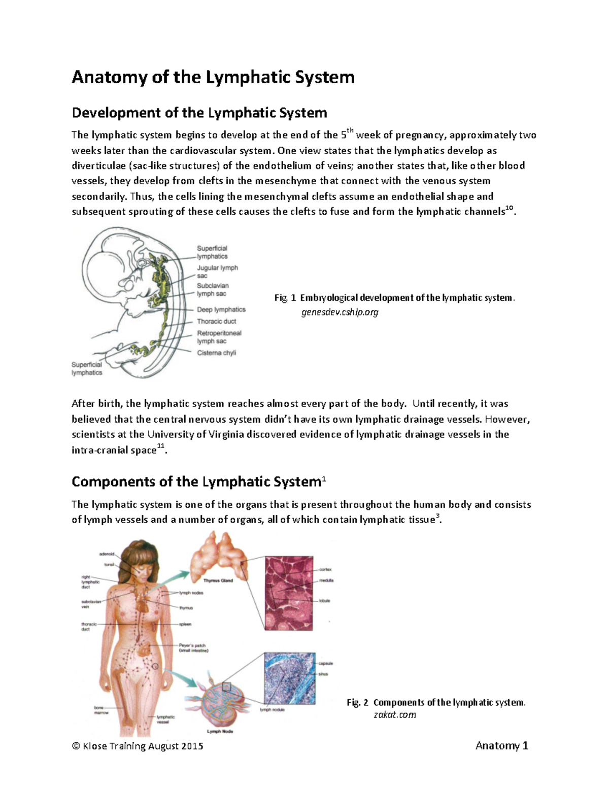 362631315 Anatomy of the Lymphatic System - Anatomy of the Lymphatic ...