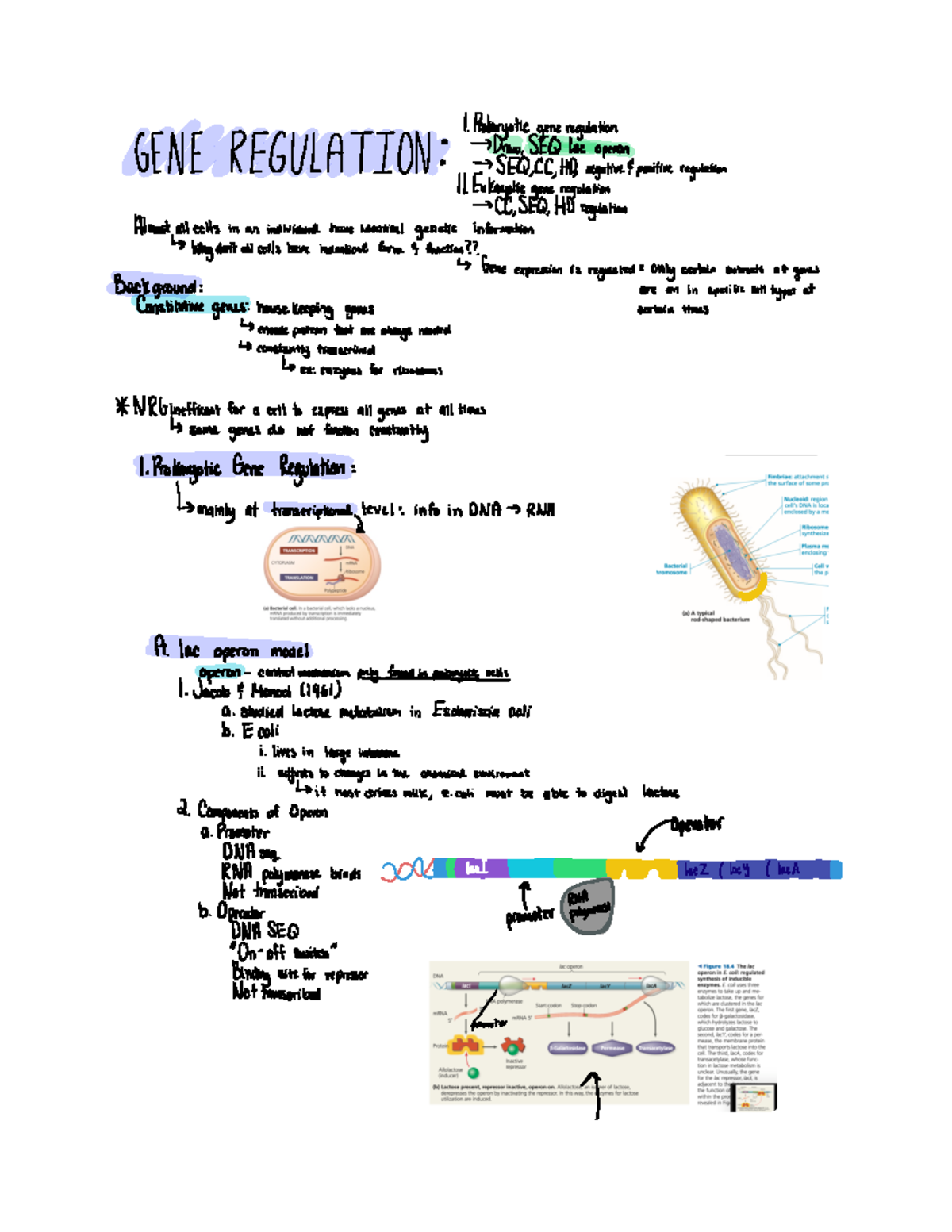 Gene Regulation 01119115 Studocu