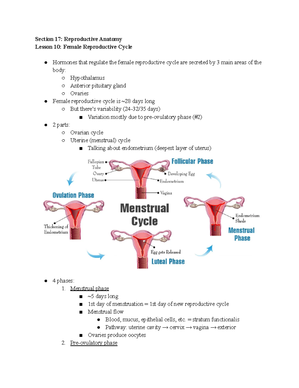 9- Female Reproductive Cycle - Section 17: Reproductive Anatomy Lesson ...