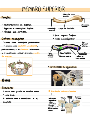 Anatomia I E Ii Resumos Anatomia Fisioterapia Anatomia I Sistema End Crino Principal