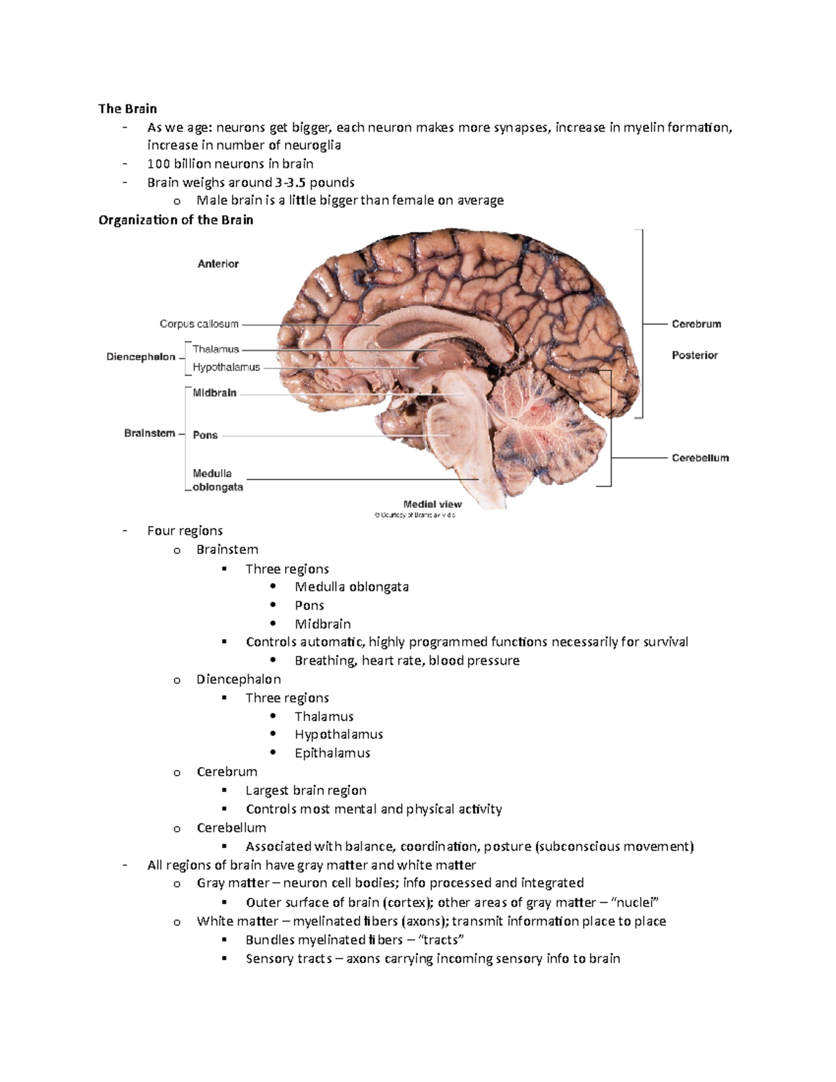 12-02 Brain - The Brain As we age: neurons get bigger, each neuron ...