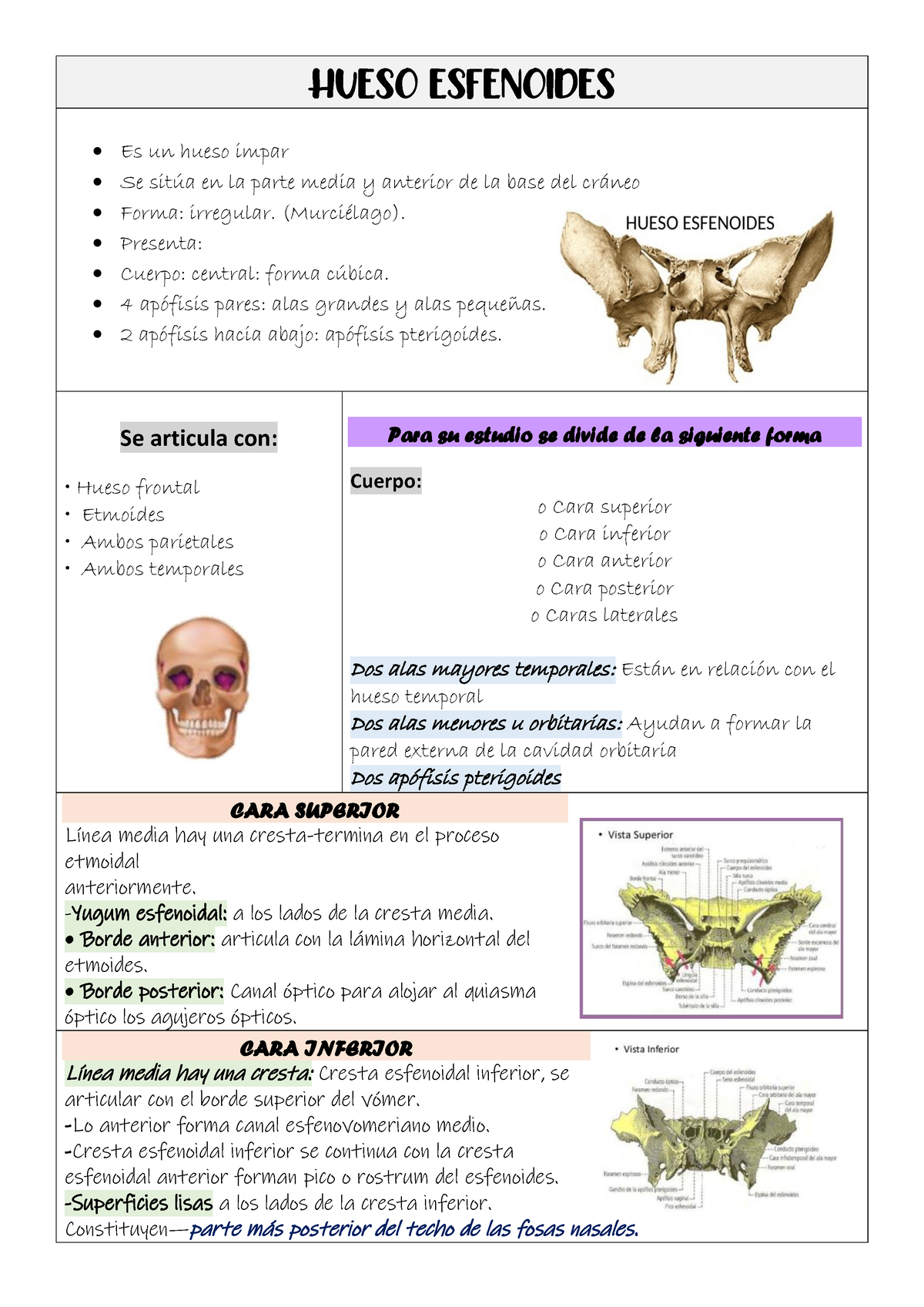 Hueso Esfenoides HUESO ESFENOIDES Es Un Hueso Impar Se Sit A En La Parte Media Y Anterior De