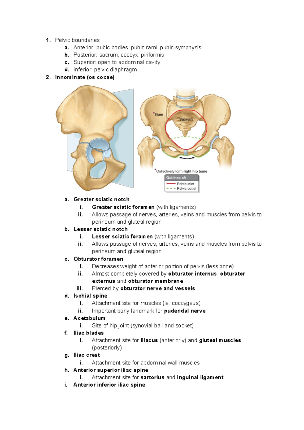 Pelvic Walls - Pelvic boundaries a. Anterior: pubic bodies, pubic rami ...