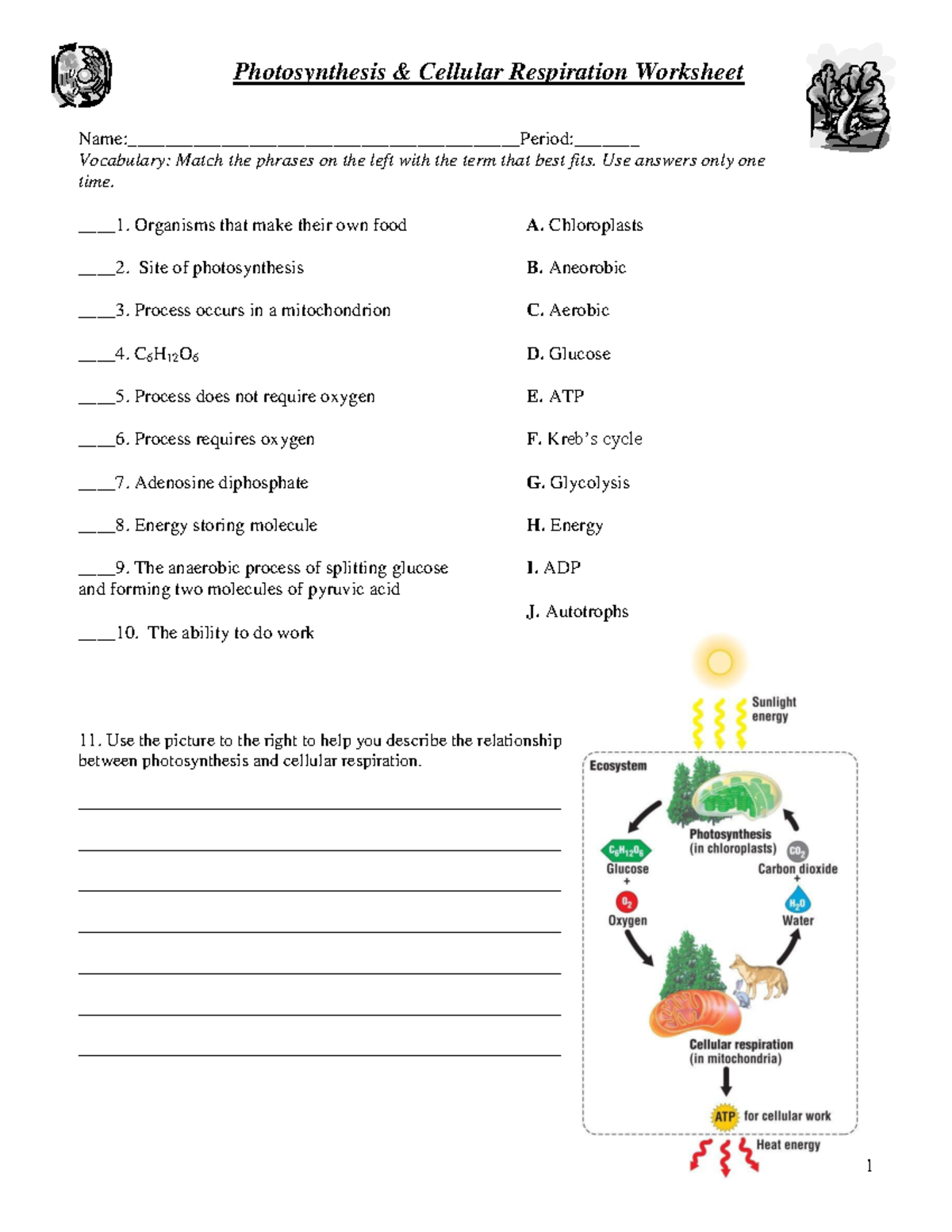 Photosynthesis & Cellular Respiration WS 1 Photosynthesis & Cellular Respiration Worksheet