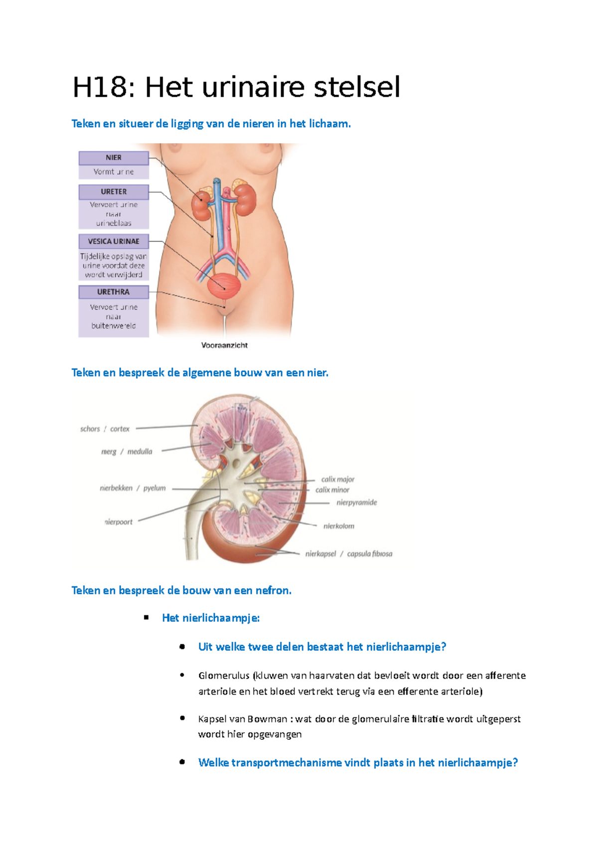 H18 Samenvatting H18 Het Urinaire Stelsel H18 Het Urinaire Stelsel