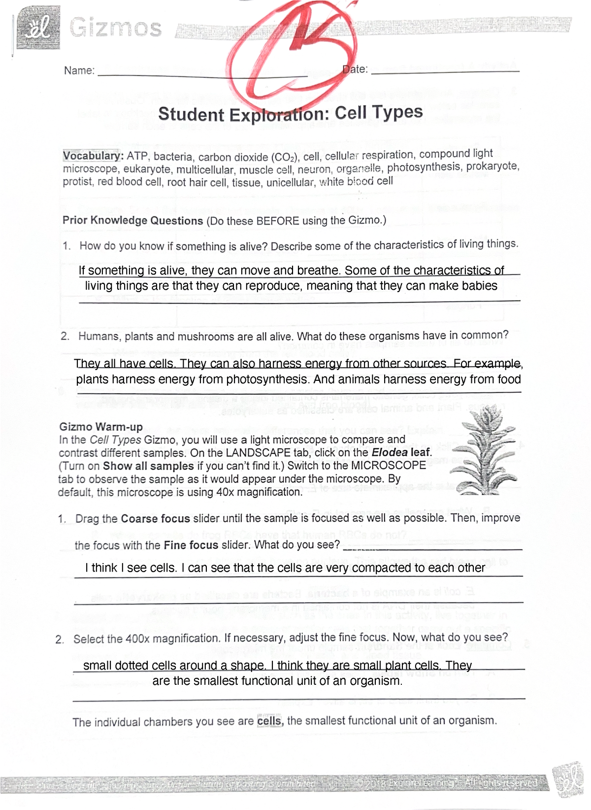 Student Exploration Cell Types 2 - BSC1050 - Studocu