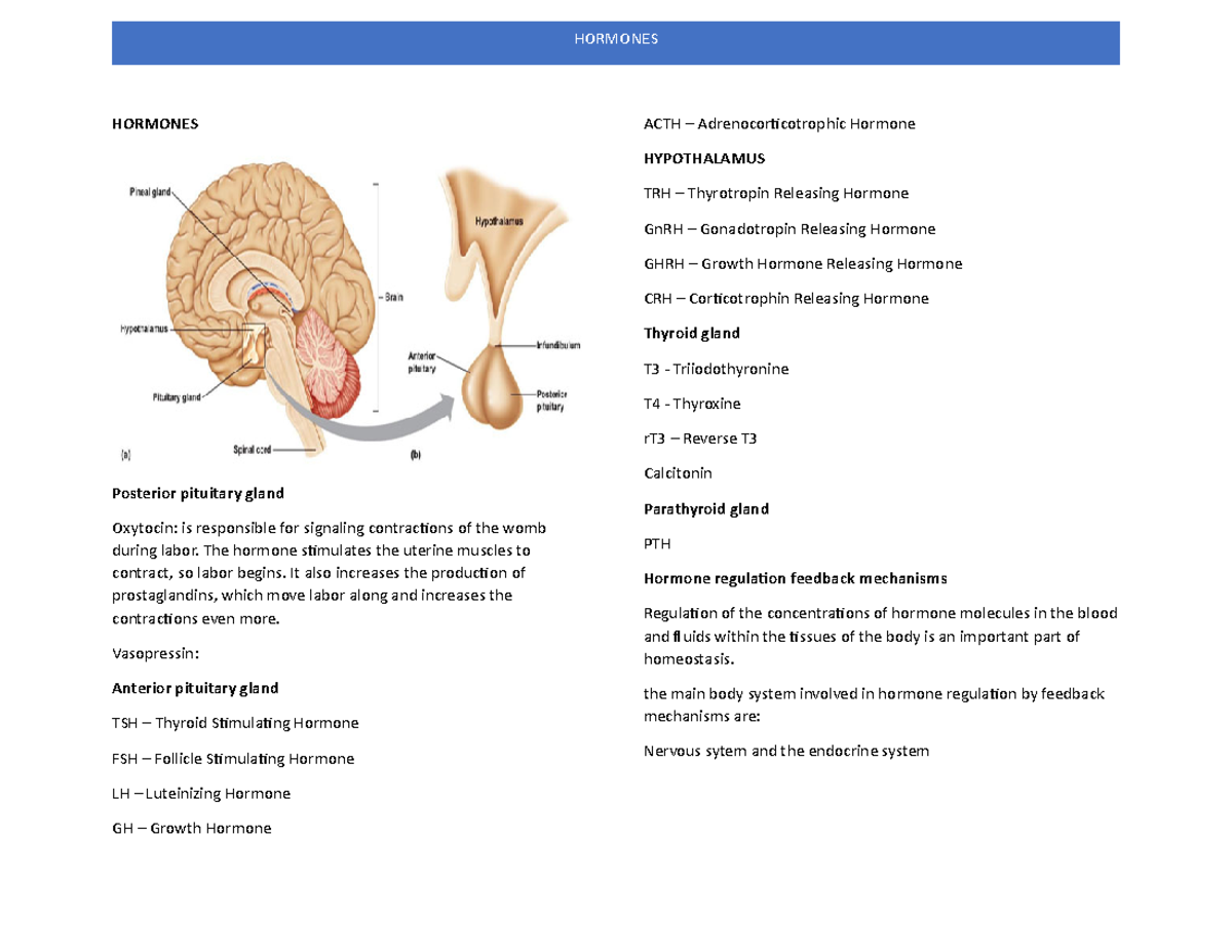 Hormones - The hormone stimulates the uterine muscles to contract, so ...