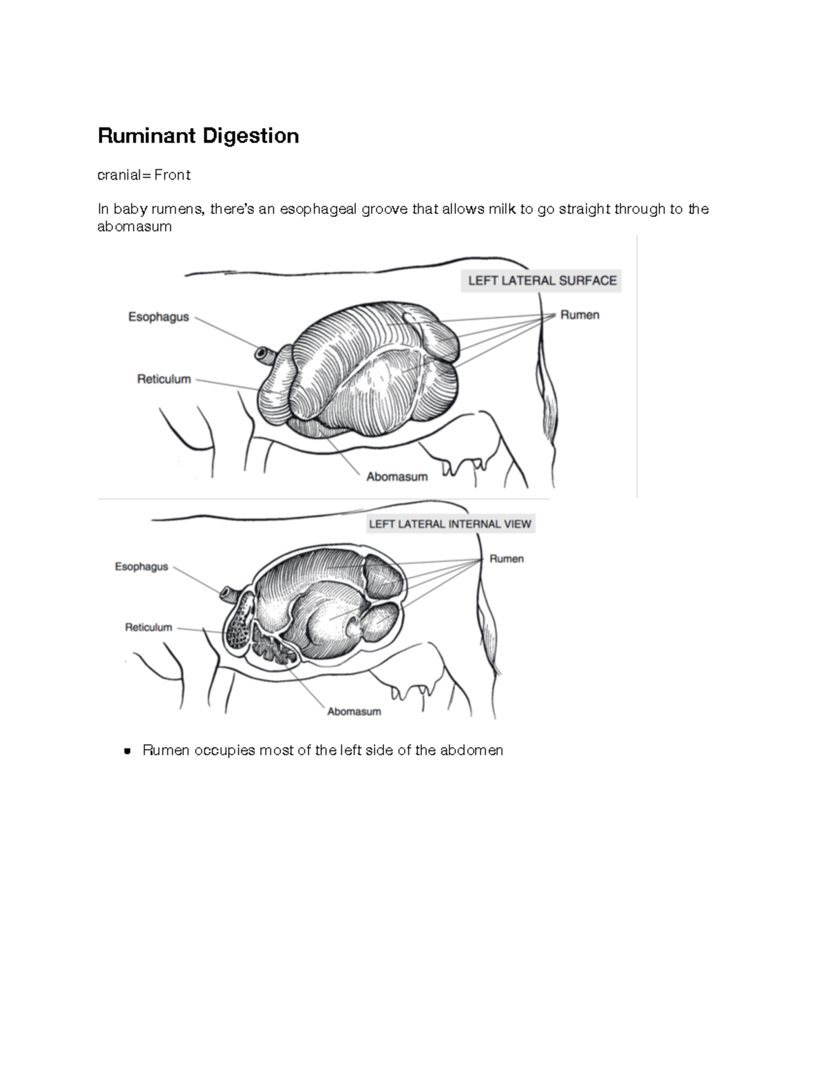 Ruminant Digestion - asci 112 - Ruminant Digestion cranial= Front In ...