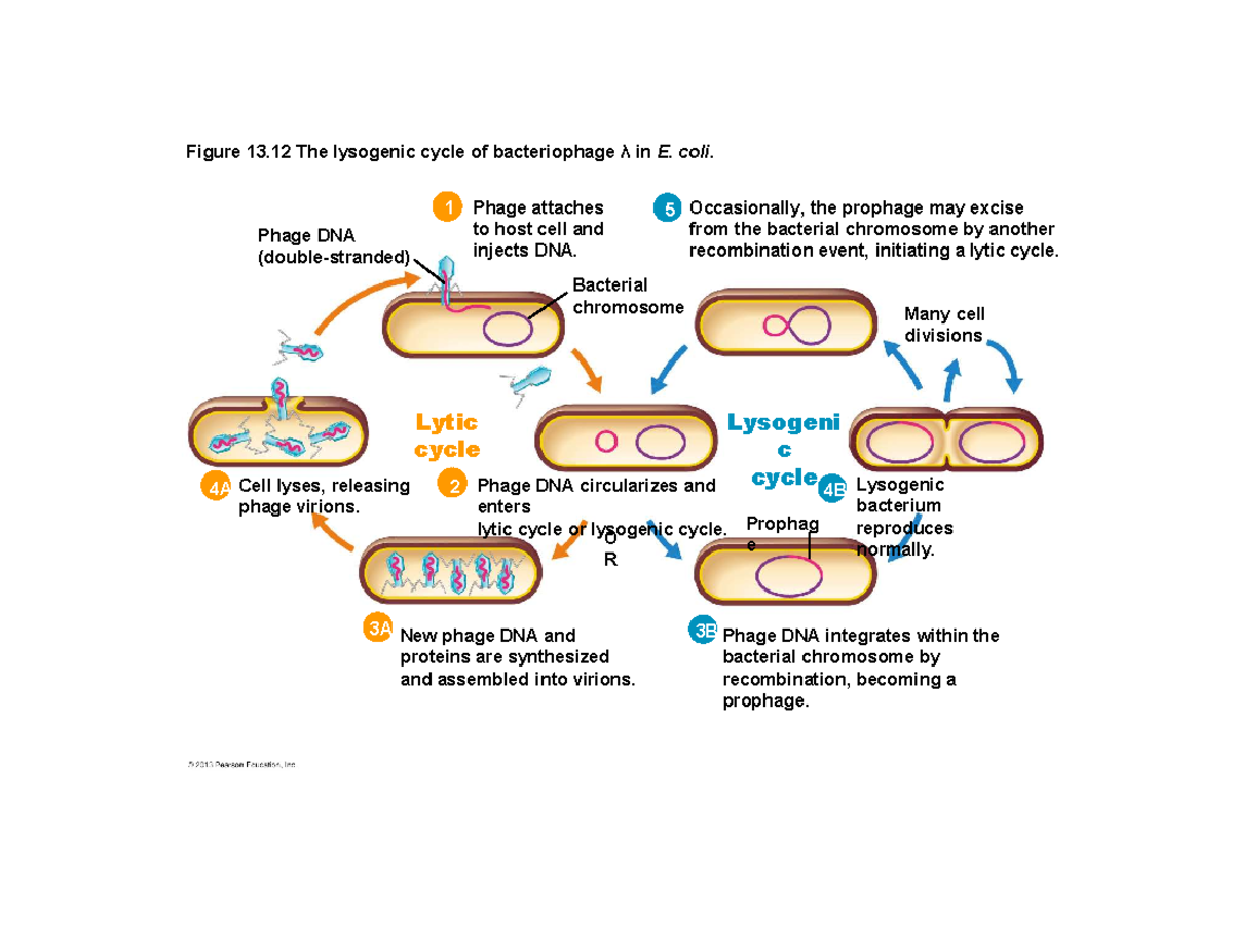 Notes 2 - Lysogenic Conversion, Growing Animal Viruses, Viruses and ...