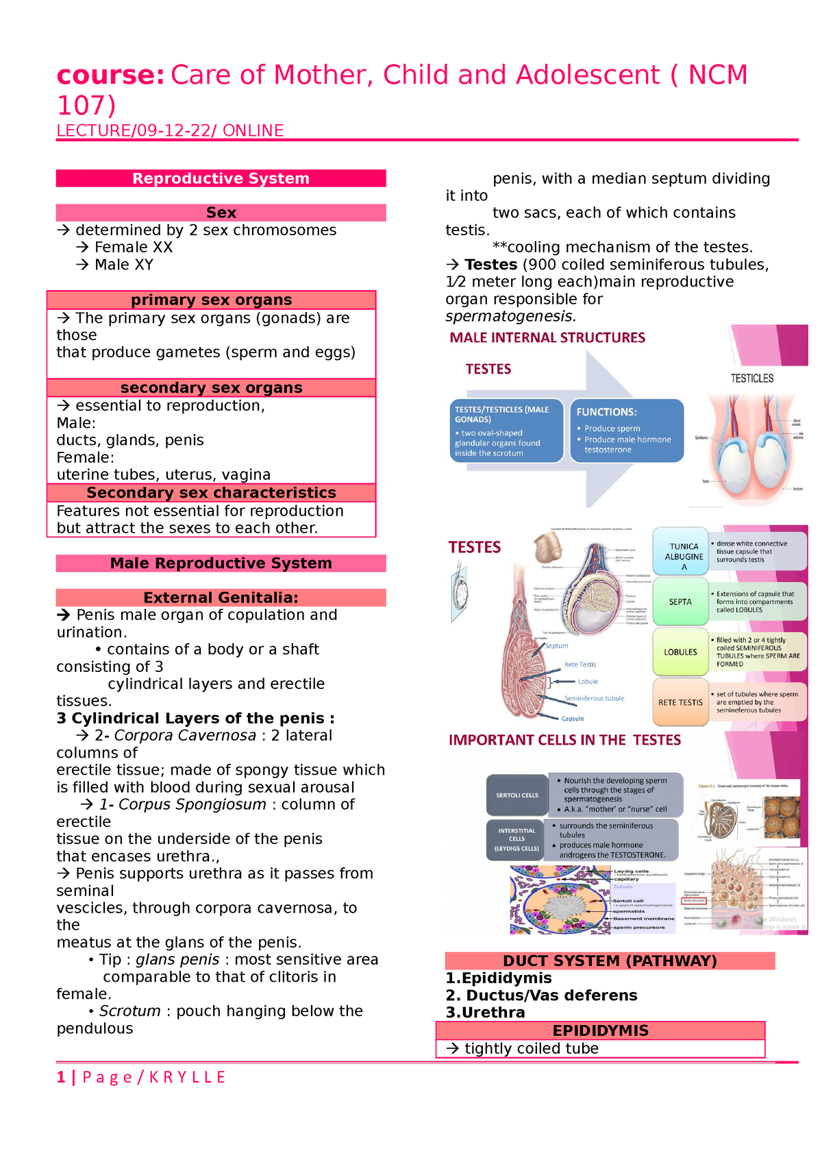 Reproductive System - asdsa - 107) LECTURE/09-12-22/ ONLINE ...