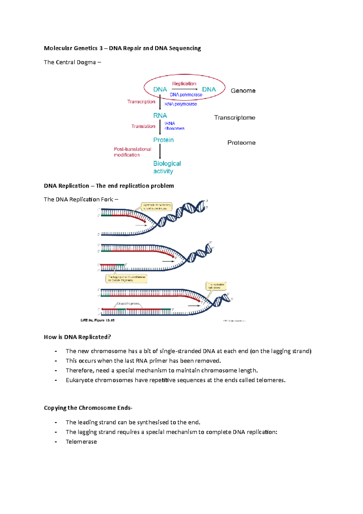 Molecular Genetics 3 - Lecture Notes 1-3 - Molecular Genetics 3 – DNA ...