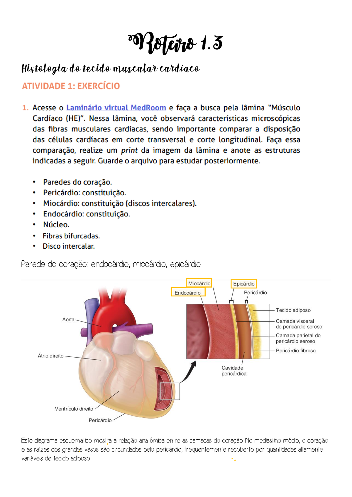 Corte transversal dos ventrículos, com evidente hipertrofia do