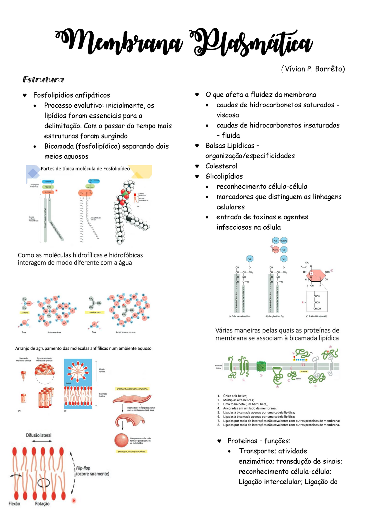 Resumo Membrana Plasmática Membrana Plasmática Vívian P Barrêto Estrutura Fosfolipídios 2484