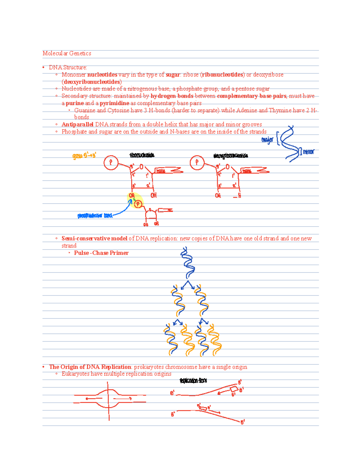 Unit 10 Notes Dna Replication Molecular Genetics Dna Structure Monomer Nucleotides Vary In 8526