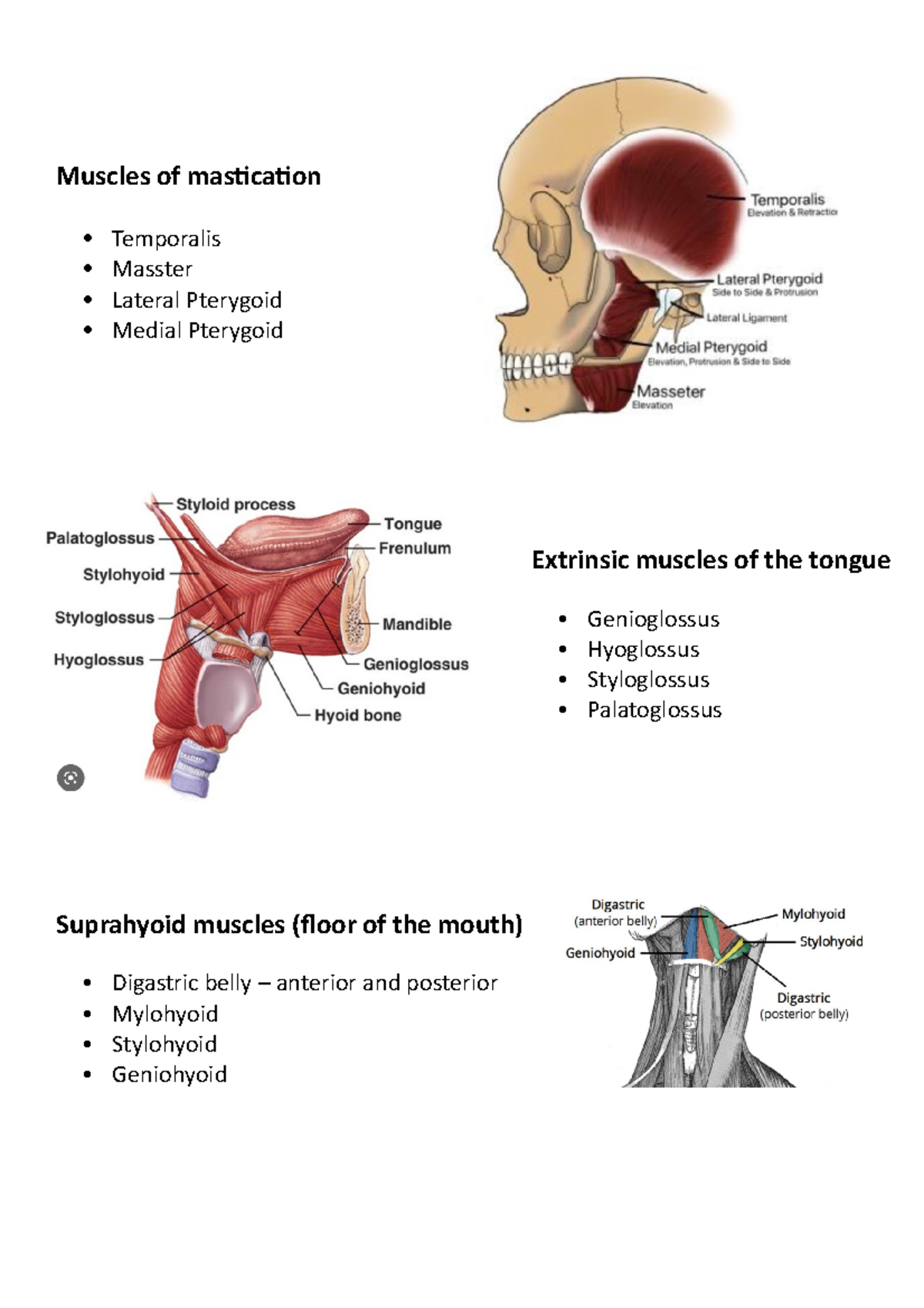List of muscles SWAY3 good notes Muscles of mastication Temporalis