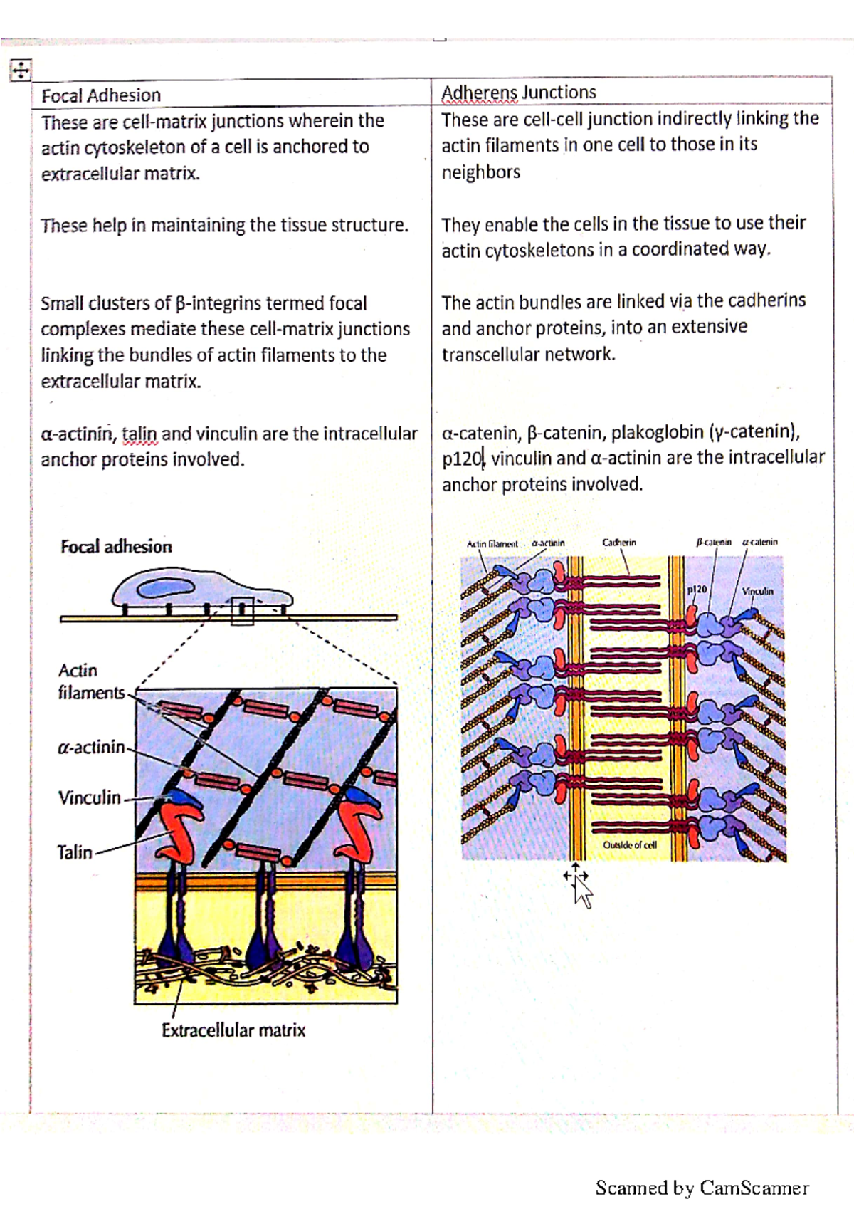 Differences between focal adhesion and adherene junction to i Focal