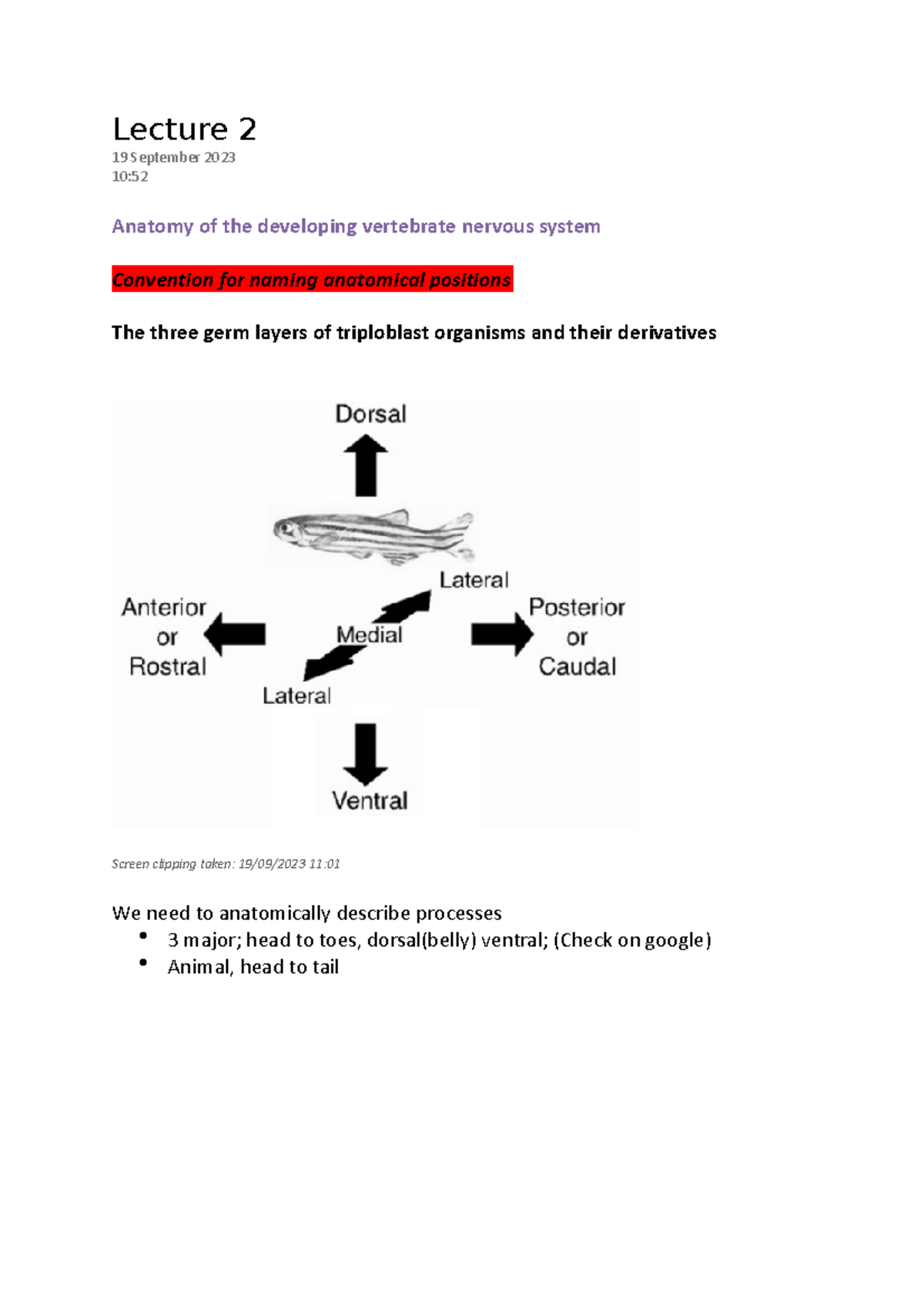 Lecture 2 - Lecture 2 19 September 2023 10: Anatomy of the developing ...