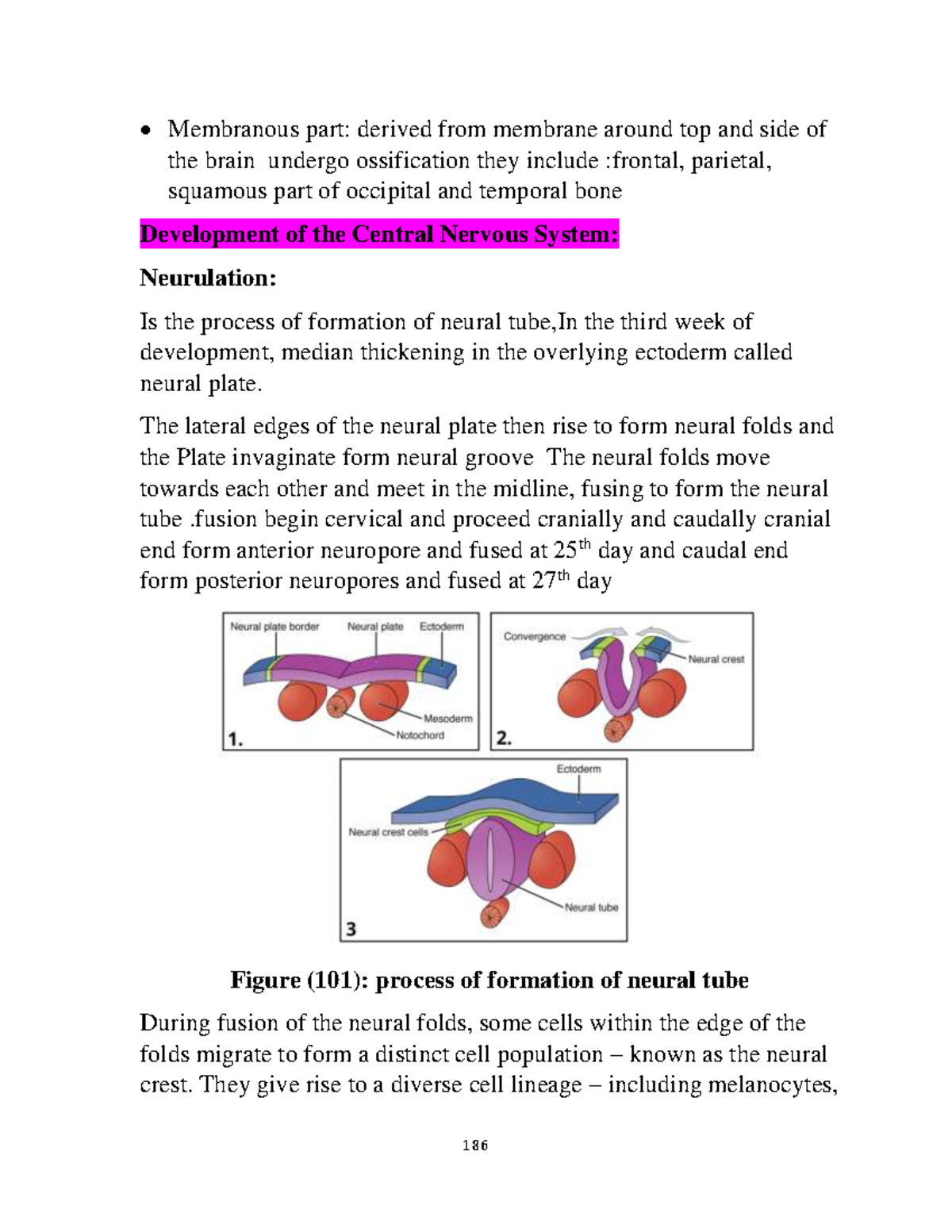 NEU anatomy-Development of the Central Nervous System - 186 ...