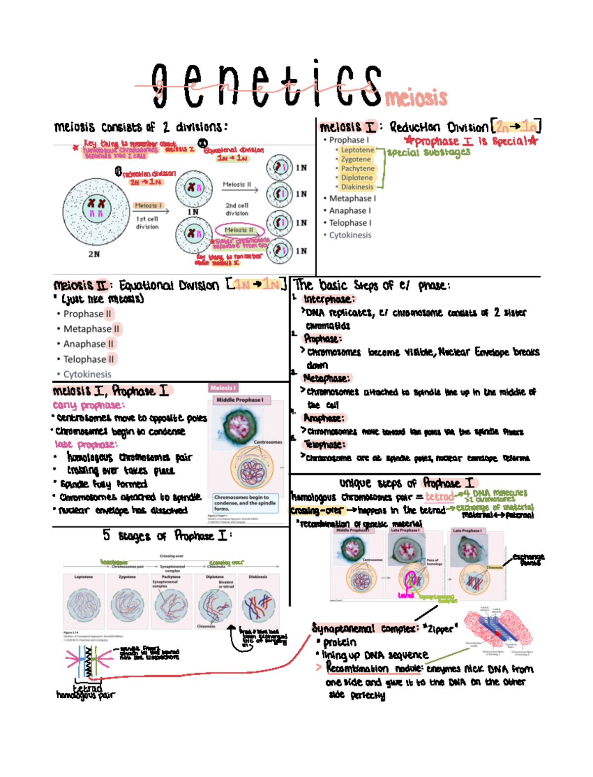 Genetics Meiosis Study Guide - BIOL 3451 - Studocu