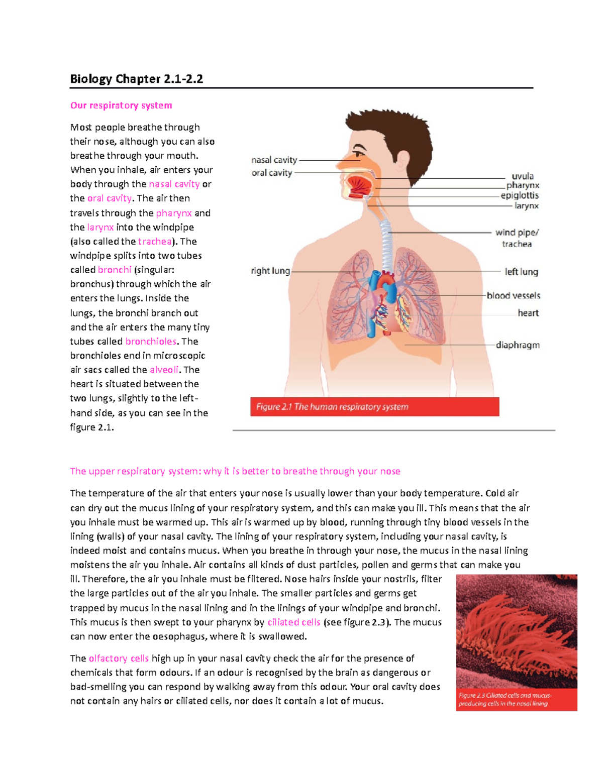 Biology Chapter 2 - Samenvatting biologie hoofdstuk 2 van 3VWO ...