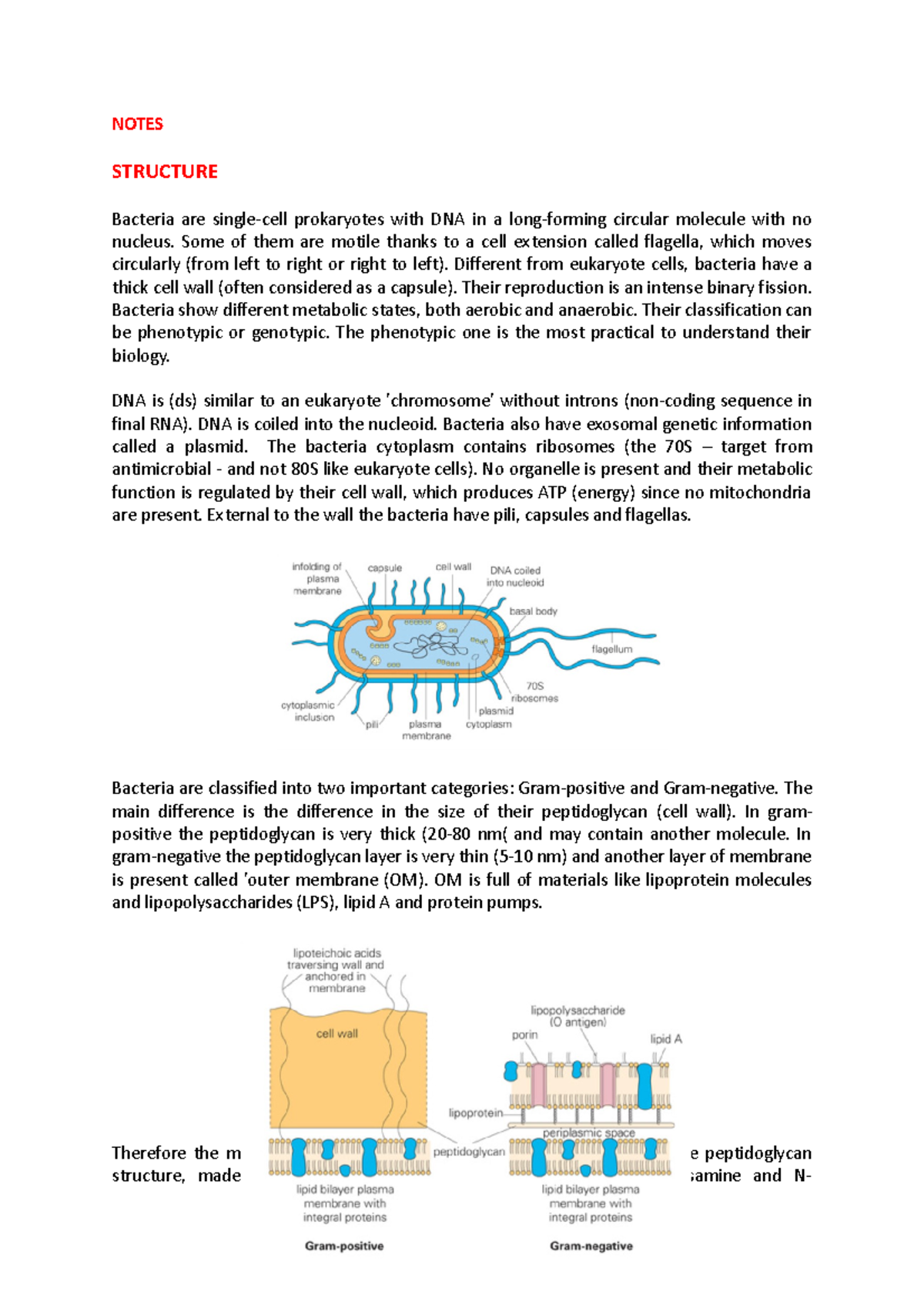 Bacteria Structure - NOTES STRUCTURE Bacteria are single-cell ...