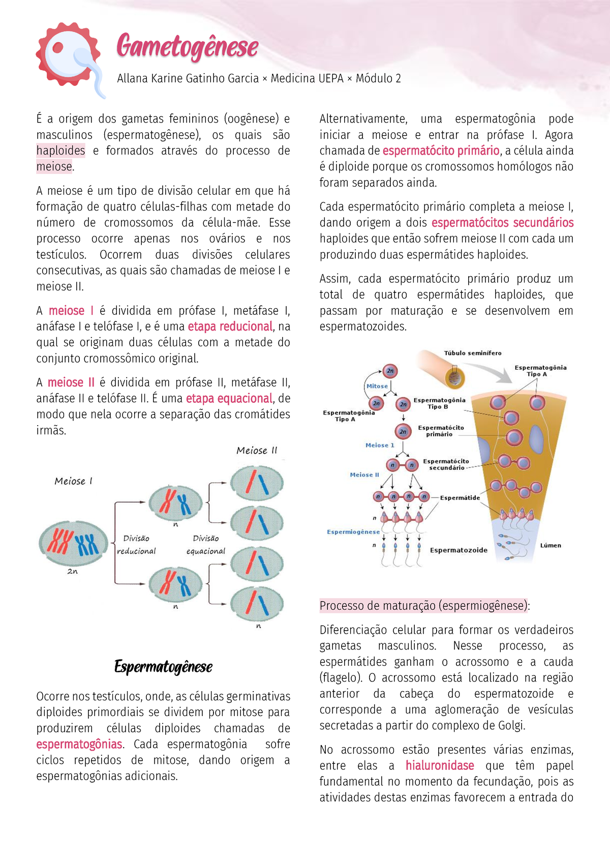 Gametogênese Masculina E Feminina - Gametogênese × Allana Garcia × ...