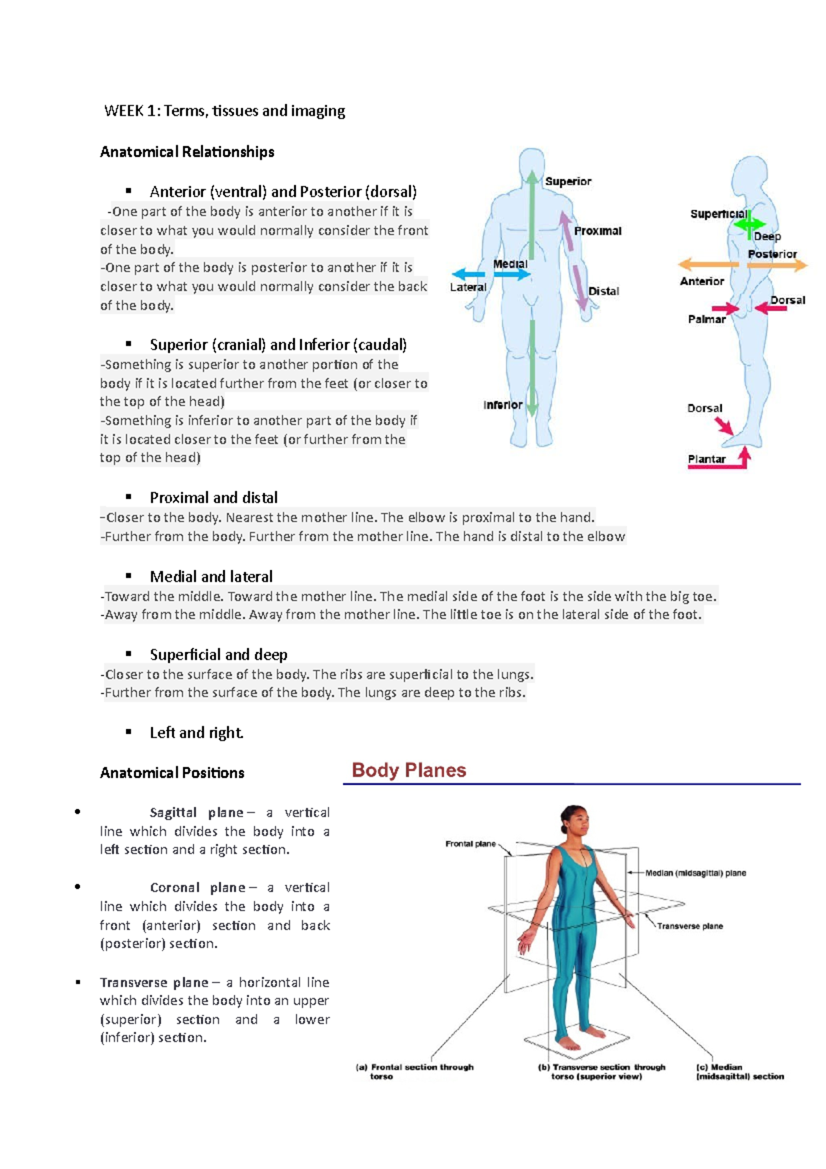 Week 1 Human Biosciences B notes - WEEK 1: Terms, tissues and imaging ...