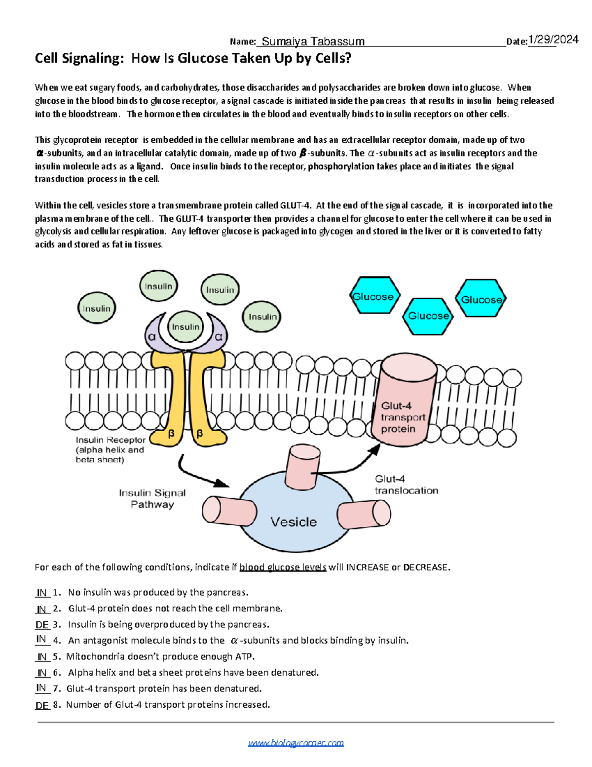 Cell Signaling - How Is Glucose Taken Up by Cells - - Studocu
