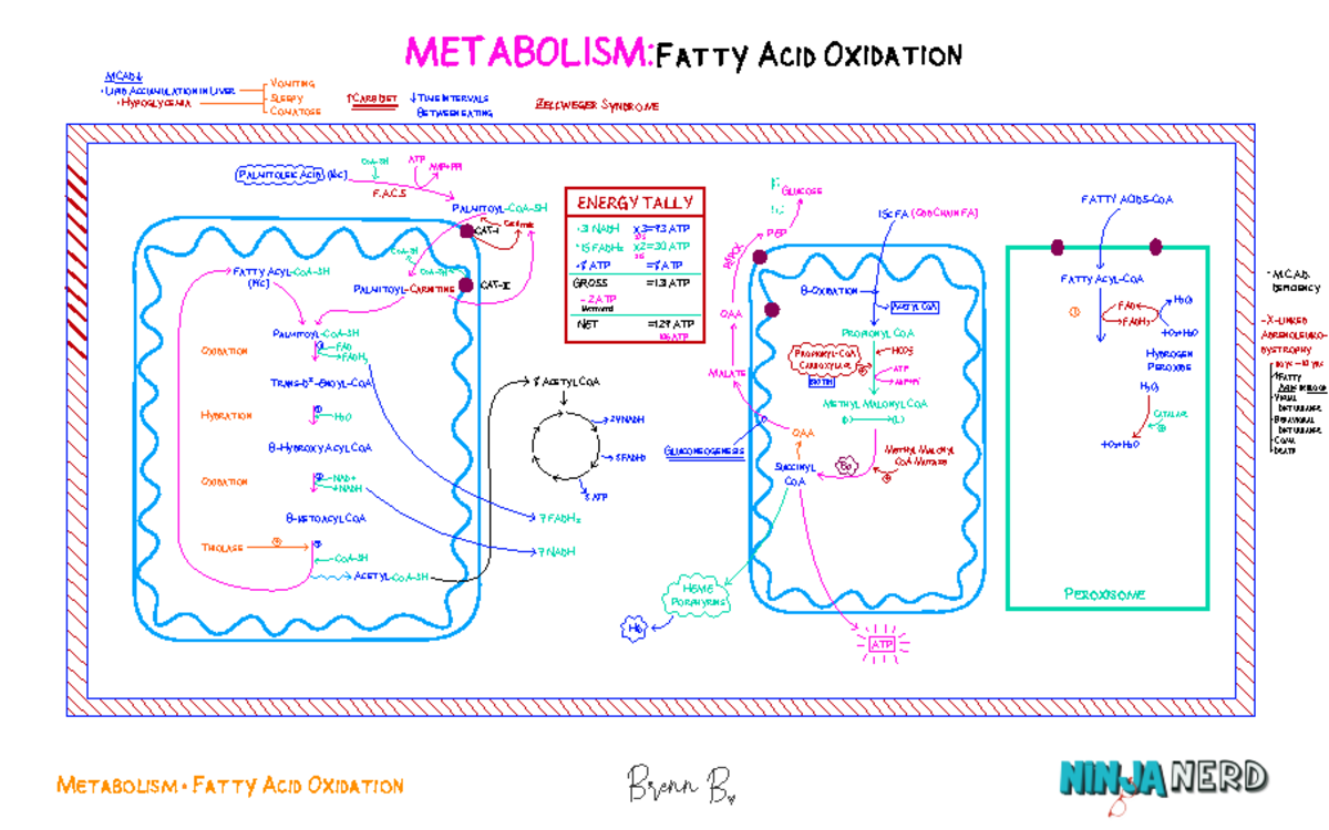 Fatty Acid Oxidation Part two Illustration atf - Metabolism Fatty Acid ...