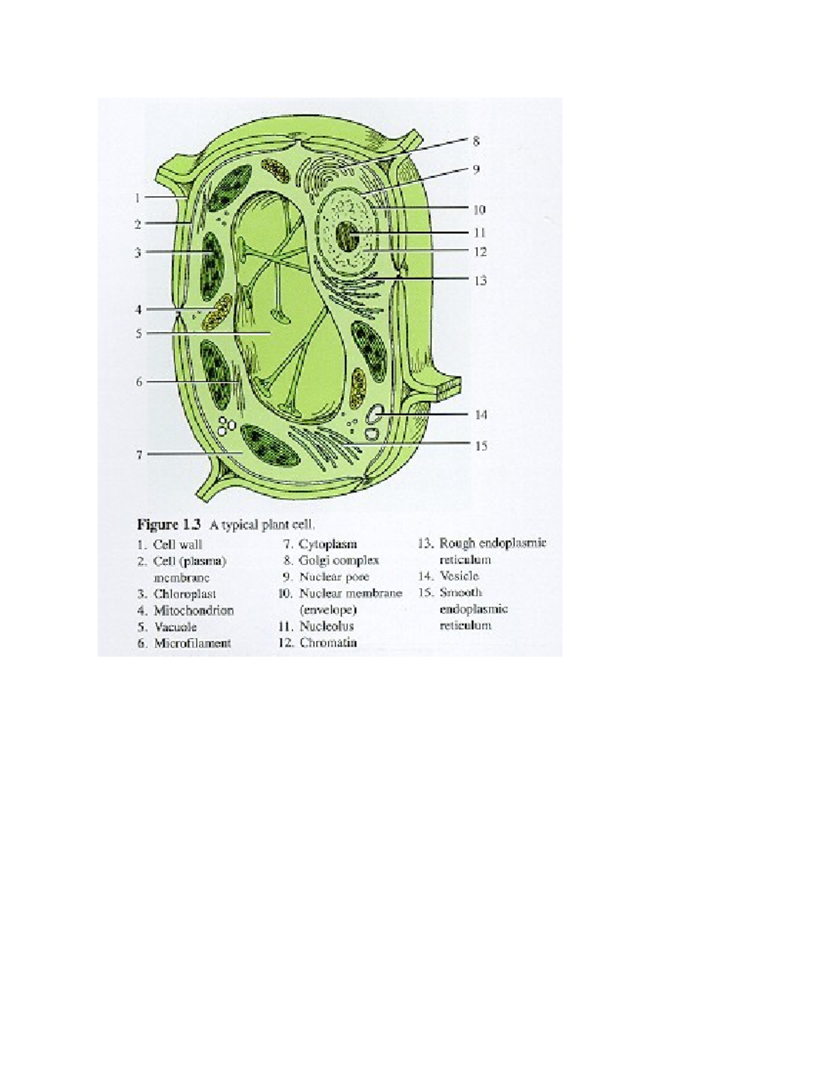 Human Bio Lab Various of Cell Structures and Diagrams - BIO 104 - Studocu