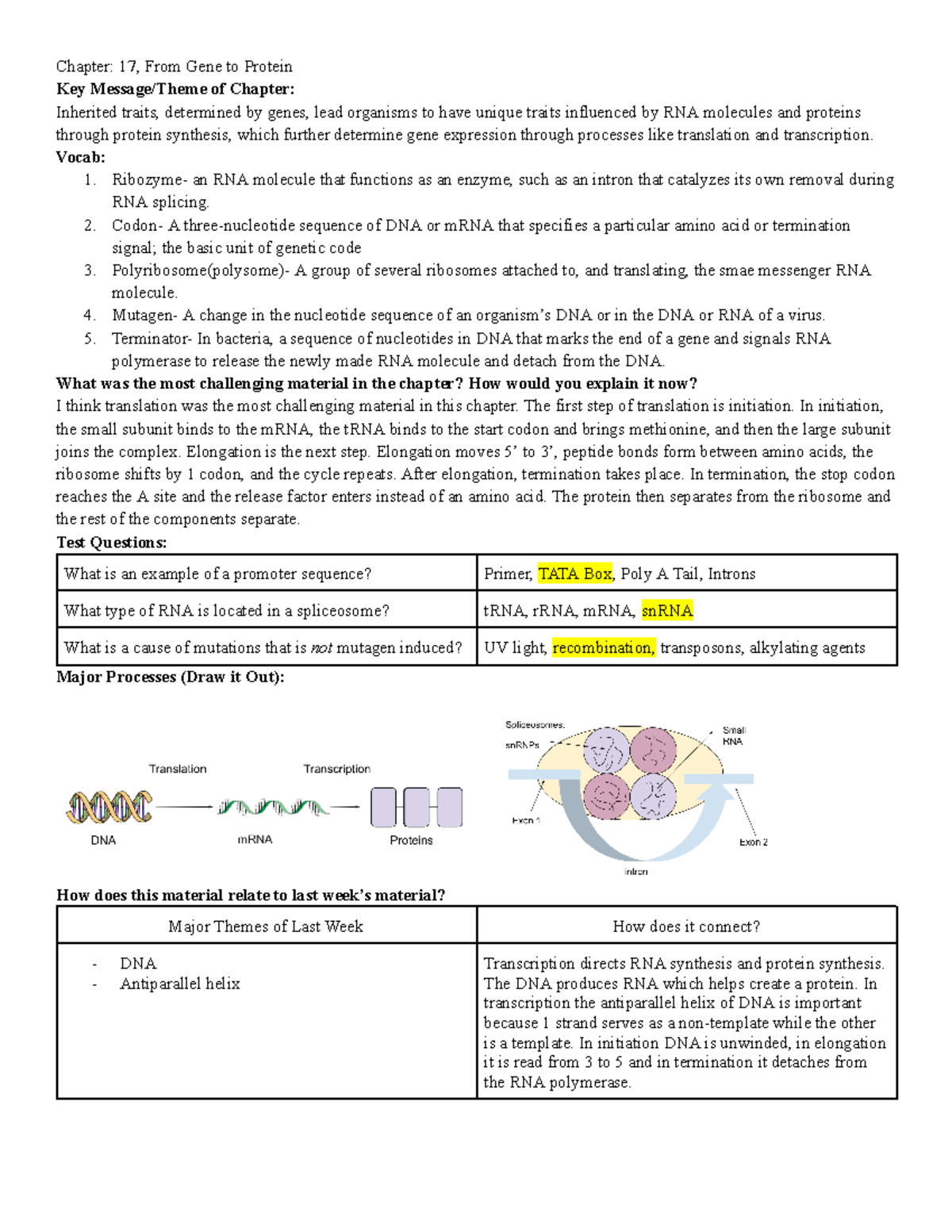 Chapter 17 Study Guide - Chapter: 17, From Gene To Protein Key Message ...