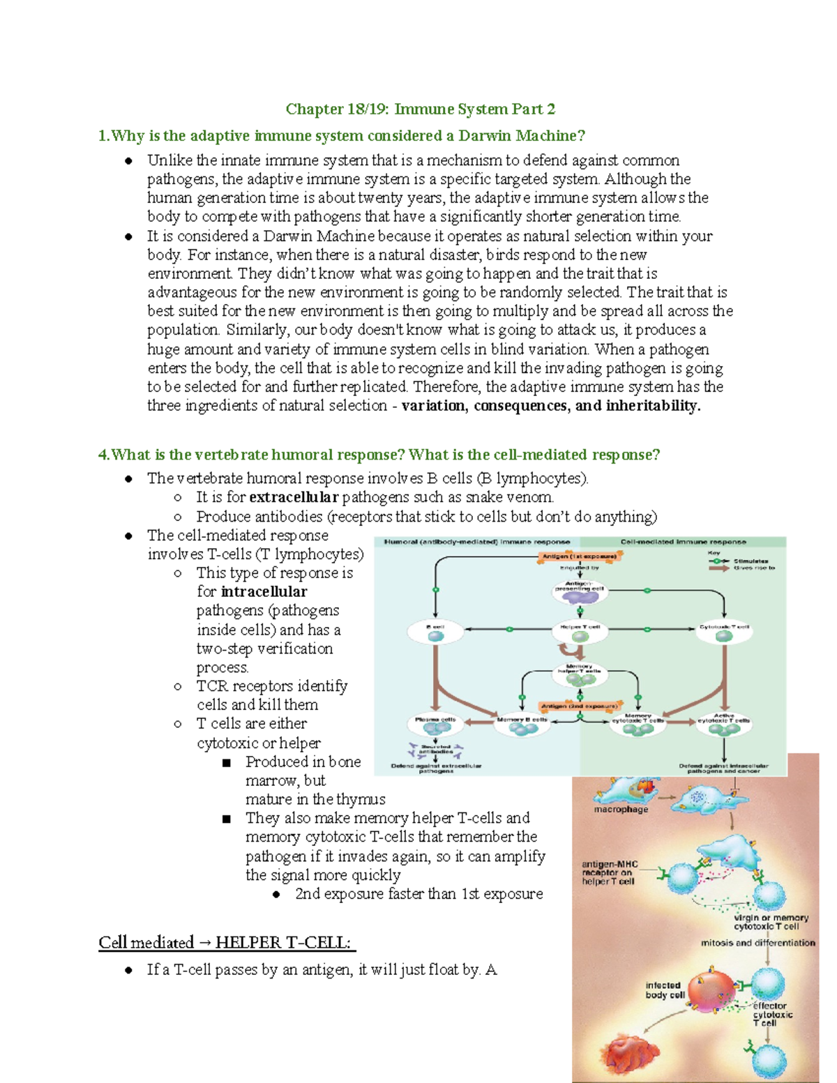 BIO II Exam 4 Lecture Questions - Chapter Immune System Part 2 1 Is The ...