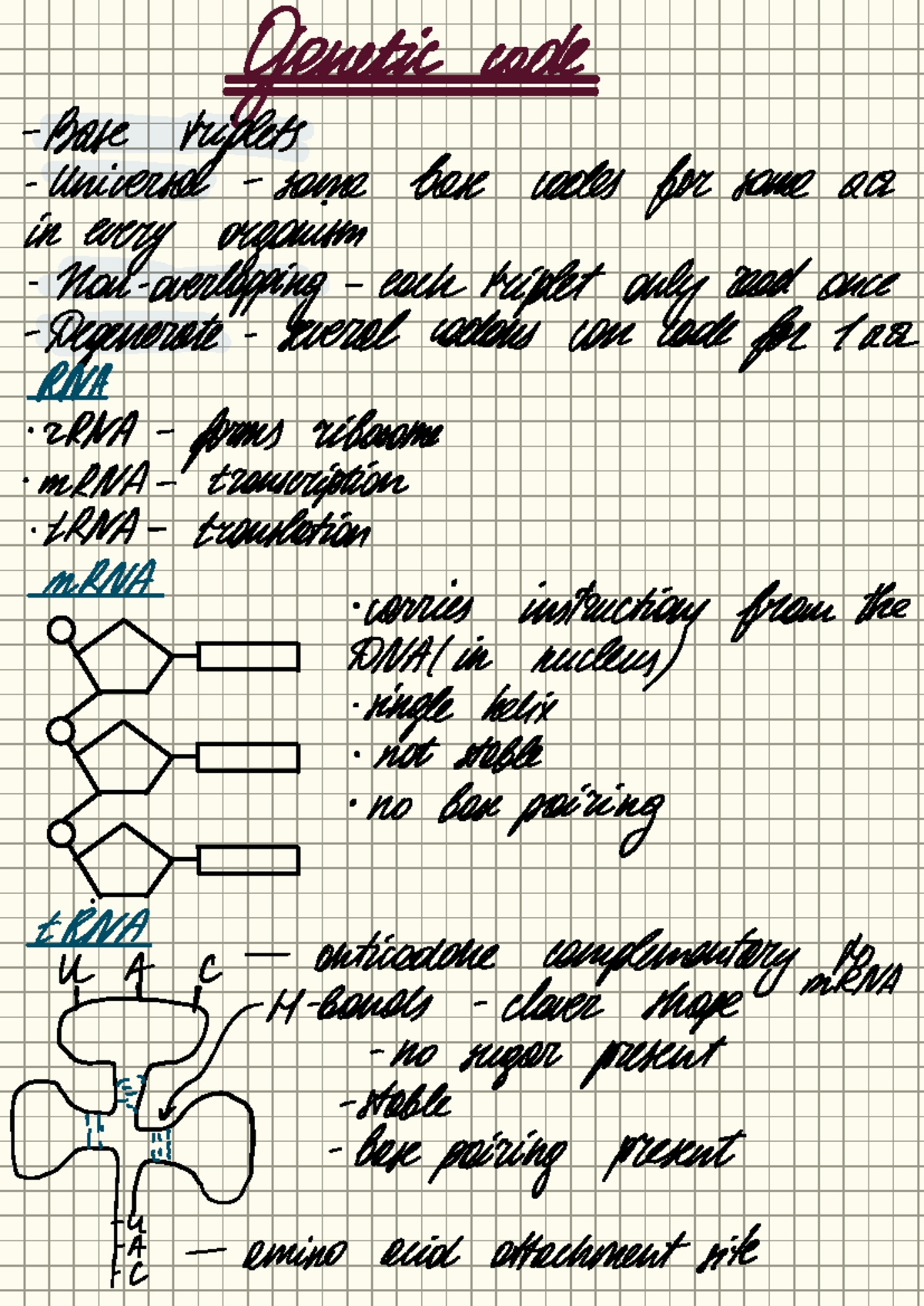 Gene expression - notes - Studocu