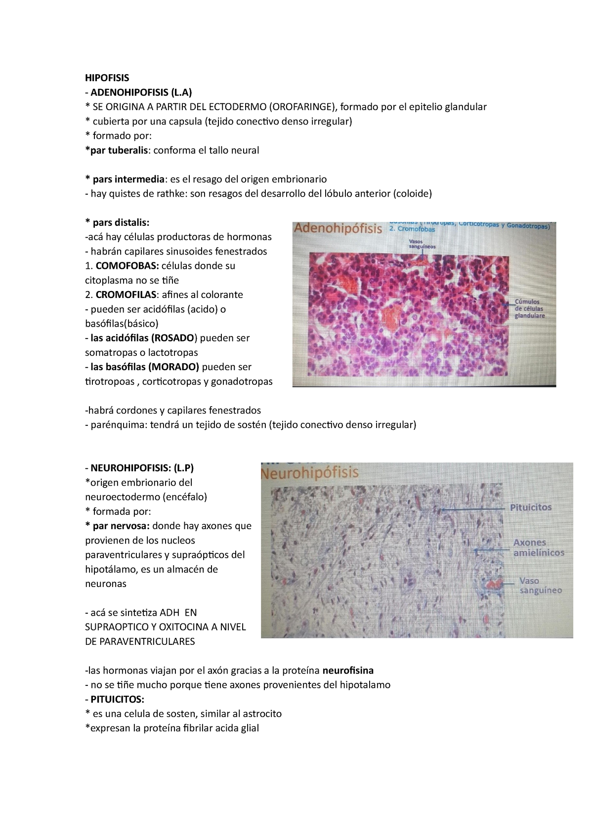 Resumen Hipofisis Adenohipofisis L Se Origina A Partir Del Ectodermo Orofaringe Formado