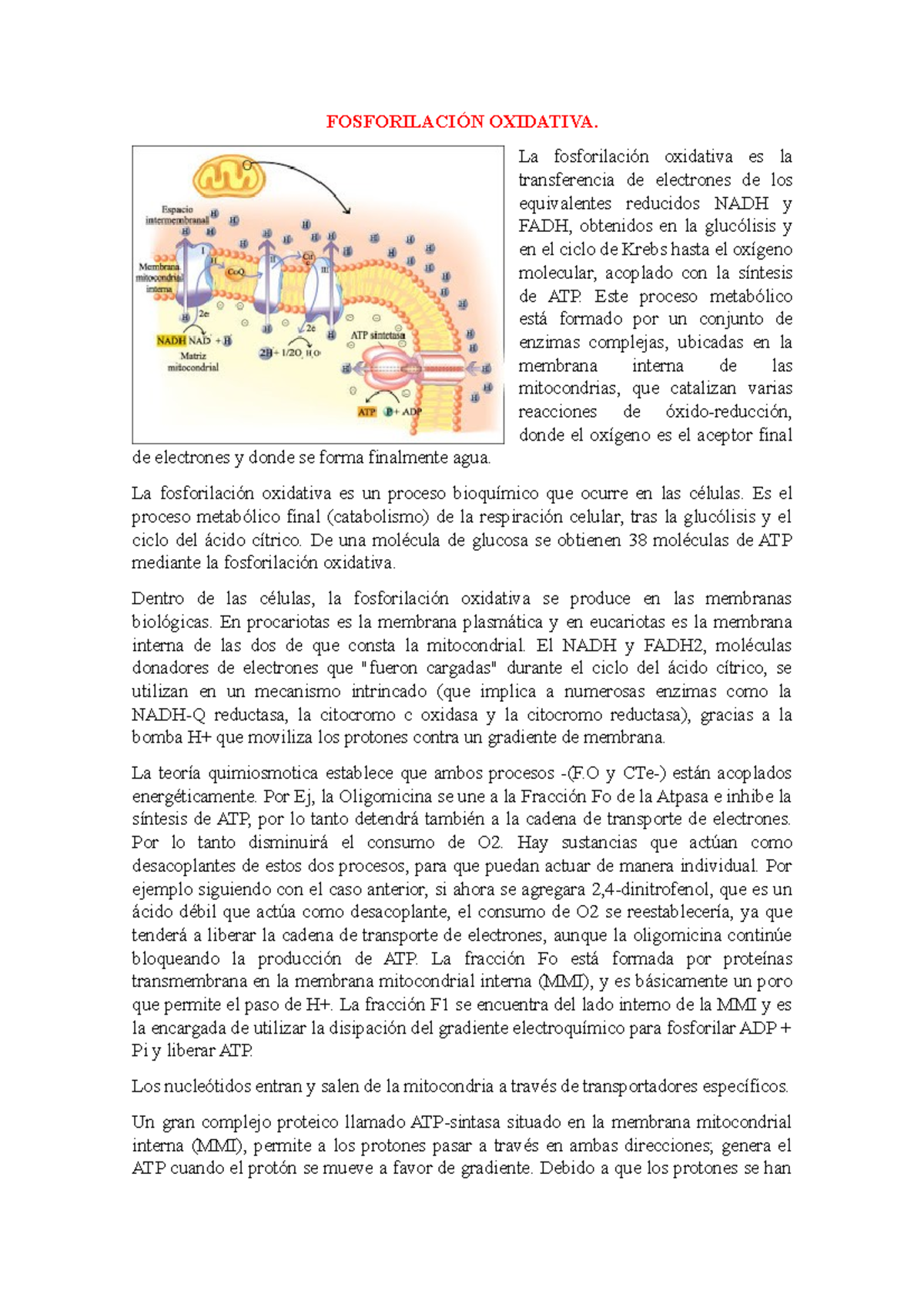 Fosforilacion Oxidativa FOSFORILACI N OXIDATIVA La Fosforilaci n 