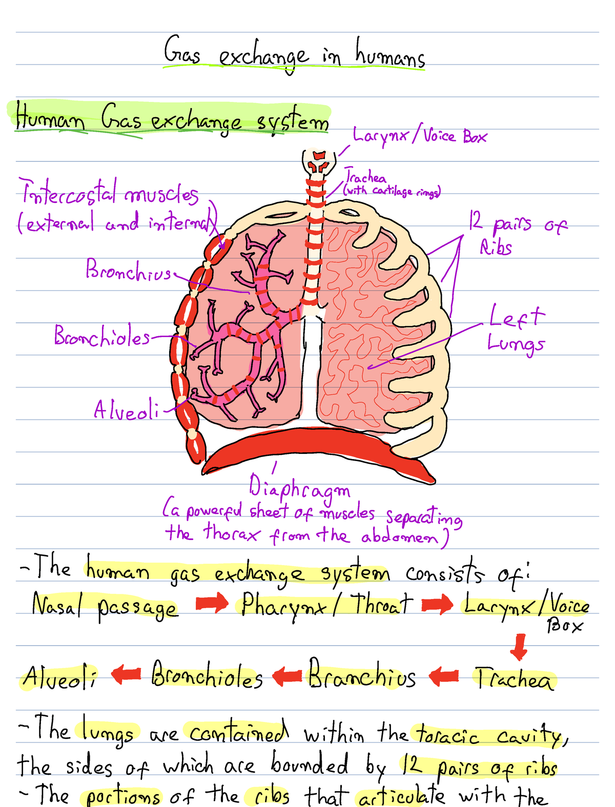 6.6 6.7 Human gas exchange system - Gas exchan geinhumanstu n xcha ...