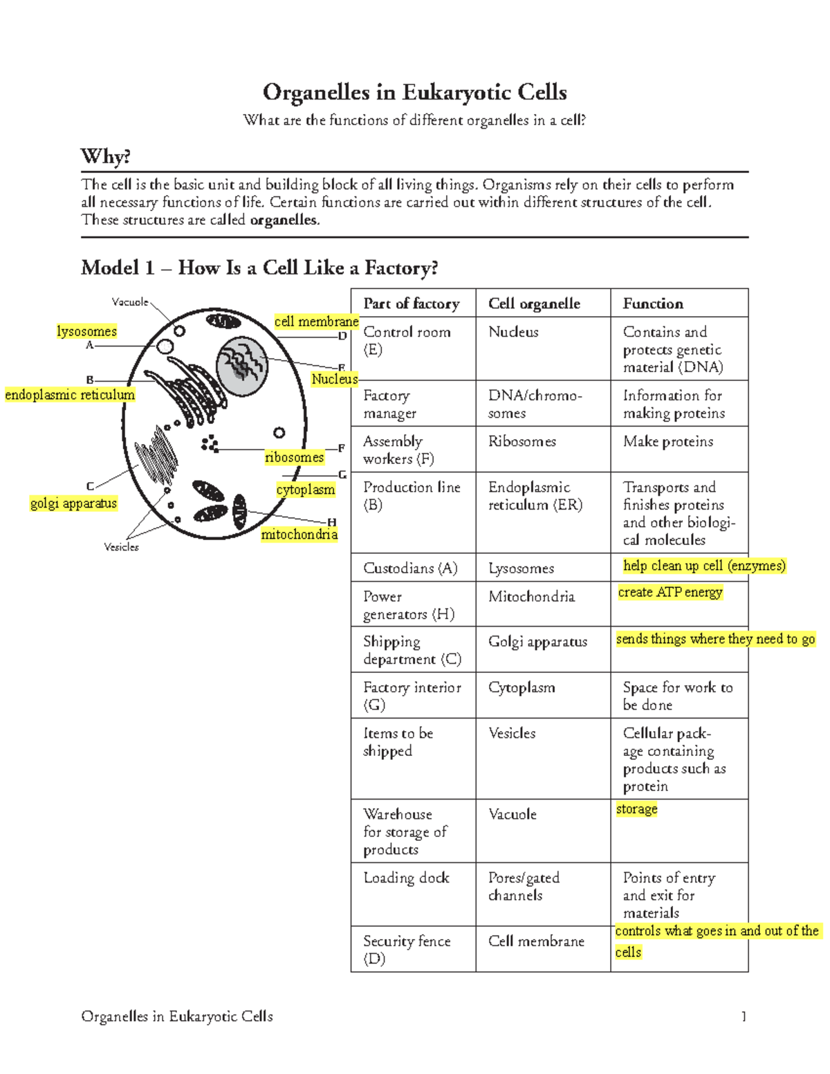 Biology 1 Organelles In Eukaryotic Cells Activity KEY Organelles In 