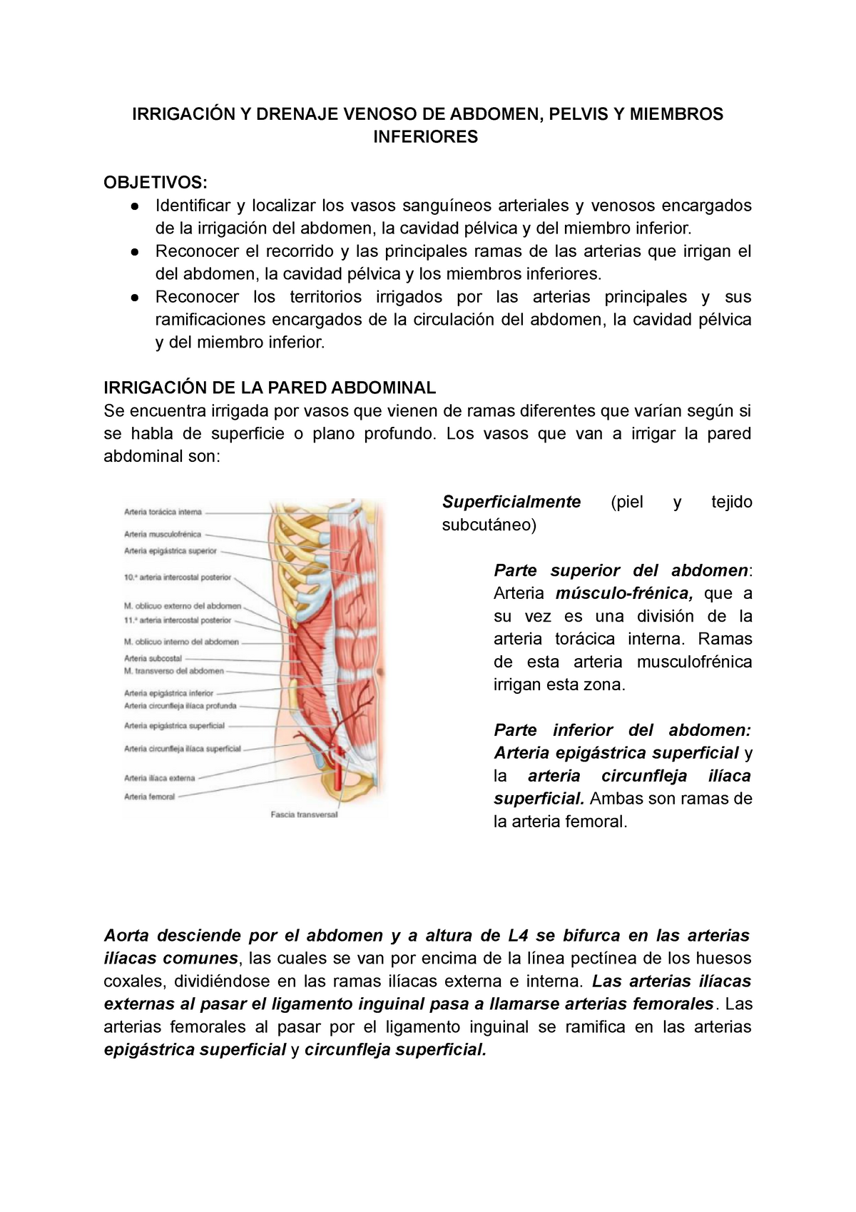 arteria epigástrica superior