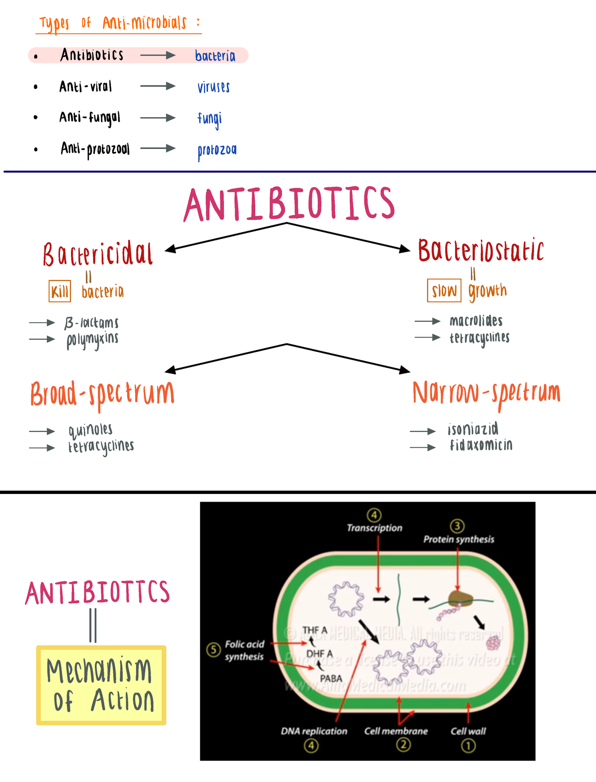 Antibiotics: mechanism of action and examples of different types of ...