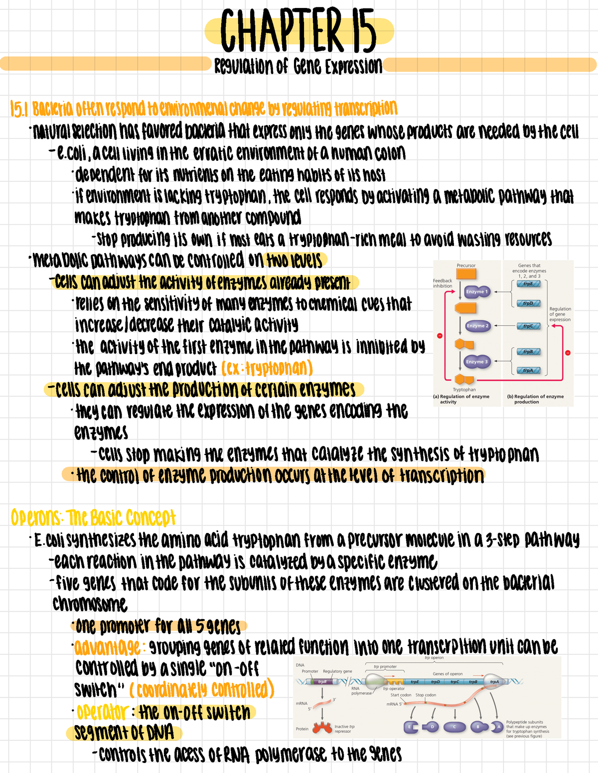 BIO 15 - Gene Regulation - CHAPTER 15 Regulation Of Gene Expression 15 ...